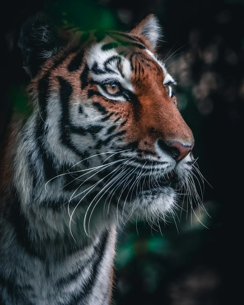 Close-up of a tiger's face with detailed fur and piercing eyes in a dark background.