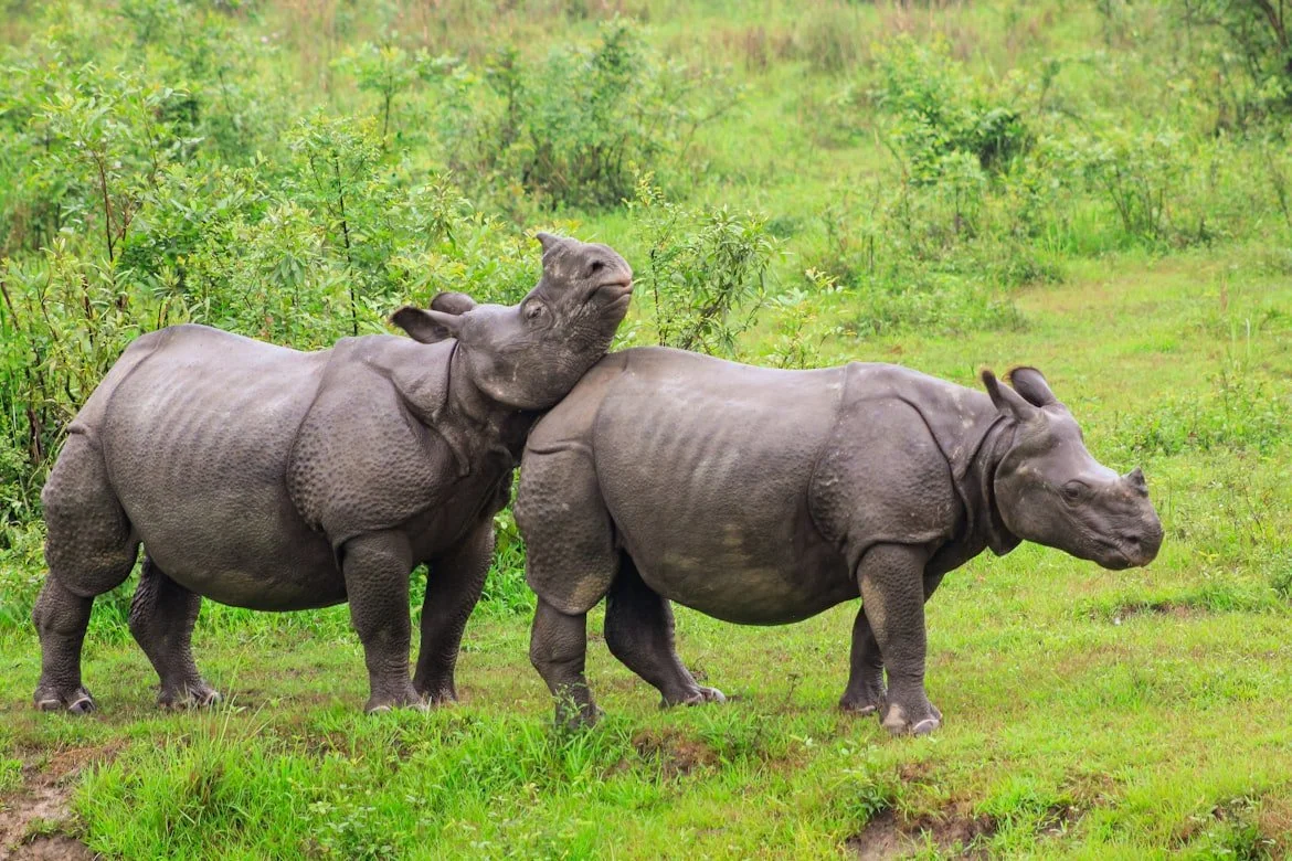 Vegan wildlife safari in India featuring a rare one-horned rhinoceros in the green wetlands of Kaziranga National Park, Assam.