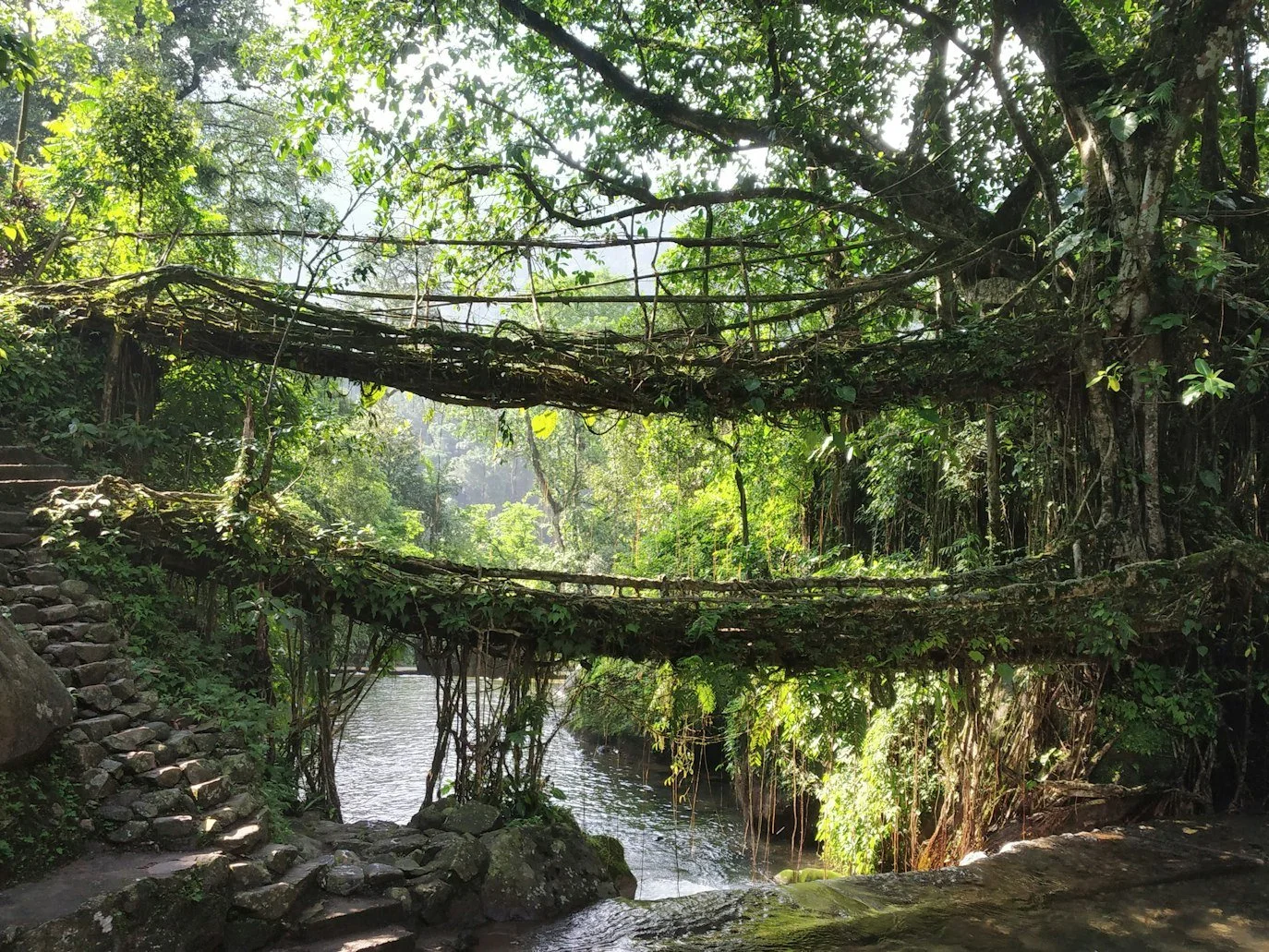 Eco-friendly trekking to a centuries-old living root bridge in Meghalaya on a luxury plant-based tour of Northeast India.