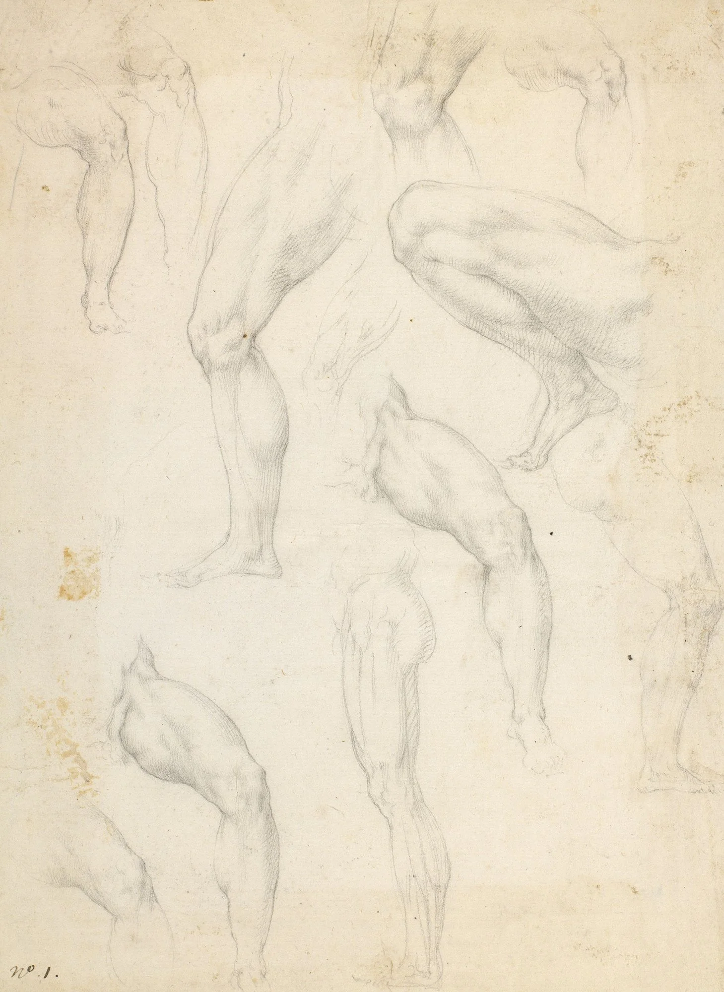  Anatomical studies, Giovanni Ambrogio Figino, c.1570, Black chalk on paper, 26.0 x 19.0 cm , Collection: Royal Collection Trust, UK 