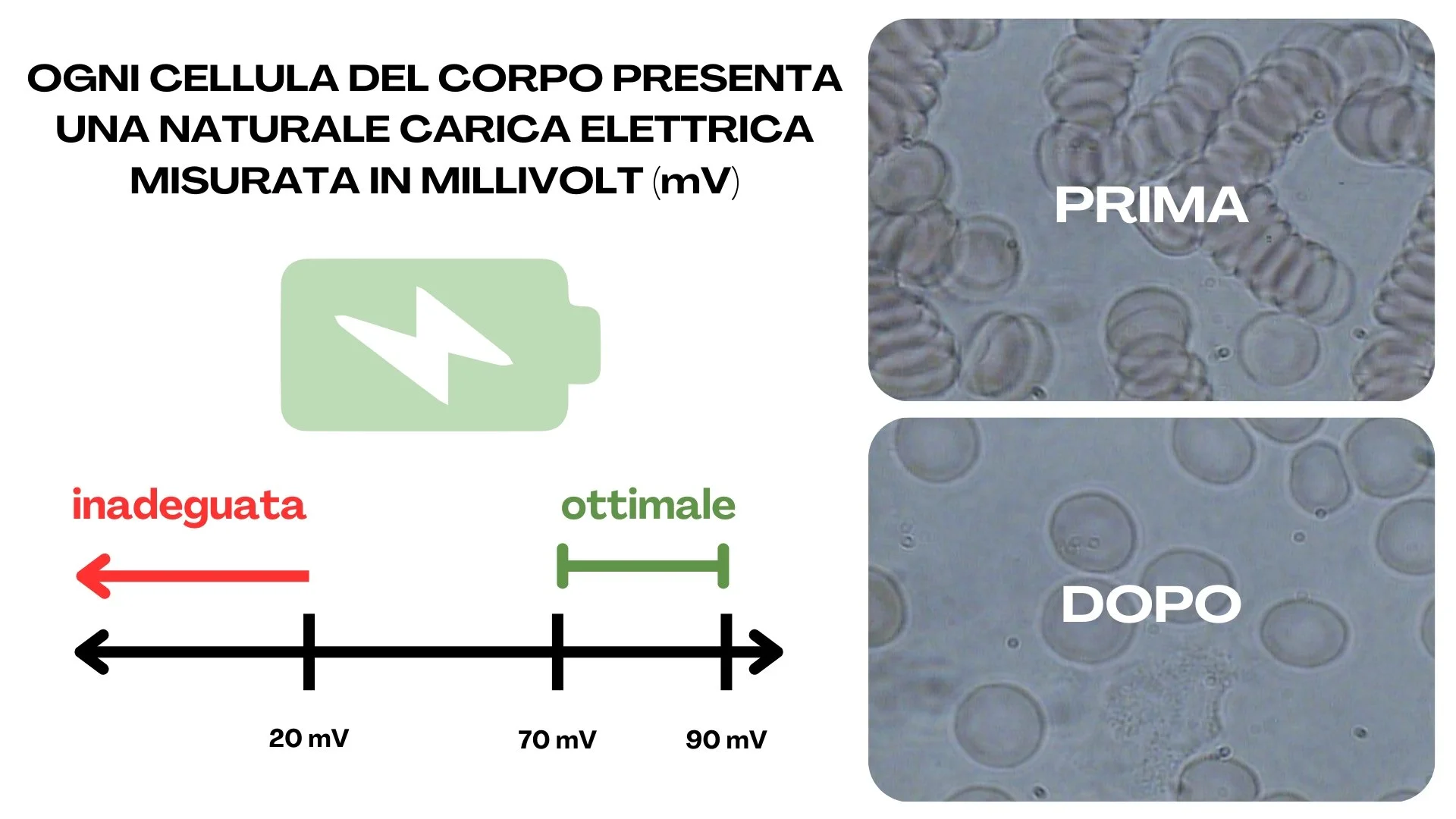Immagine che mostra una linea del tempo con etichette in italiano e un grafico che indica condizioni di cellula: 'inadeguata', 'ottimale'. A destra, due immagini di cellule, la prima etichettata 'PRIMA' con cellule più schiacciate e la seconda 'DOPO' con cellule più rotonde e sciolte.