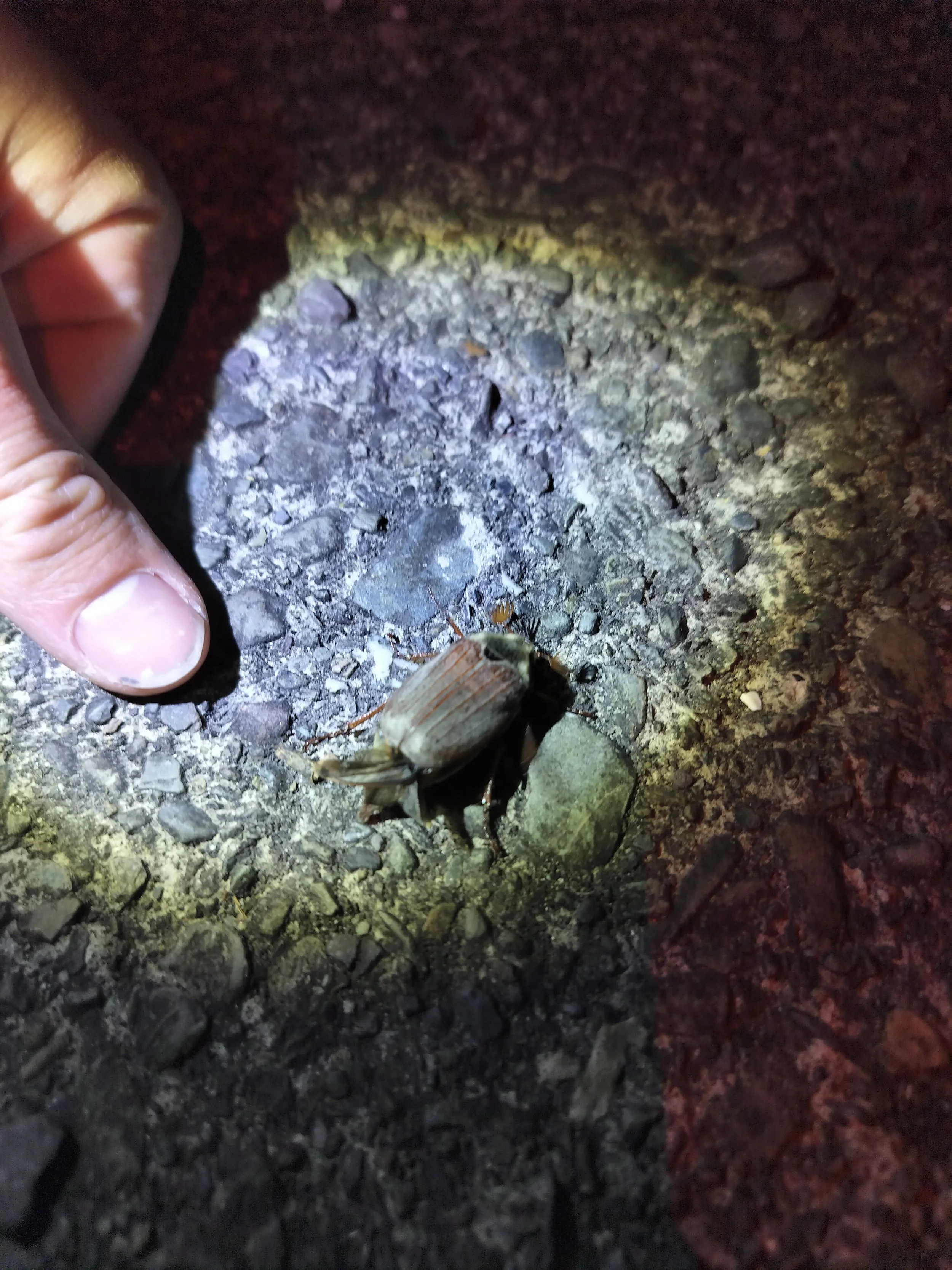 A small insect, possibly a beetle, on the ground next to a person's finger holding a rock or dirt. The ground is composed of gravel and dirt, illuminated by a flashlight or similar light source at night.