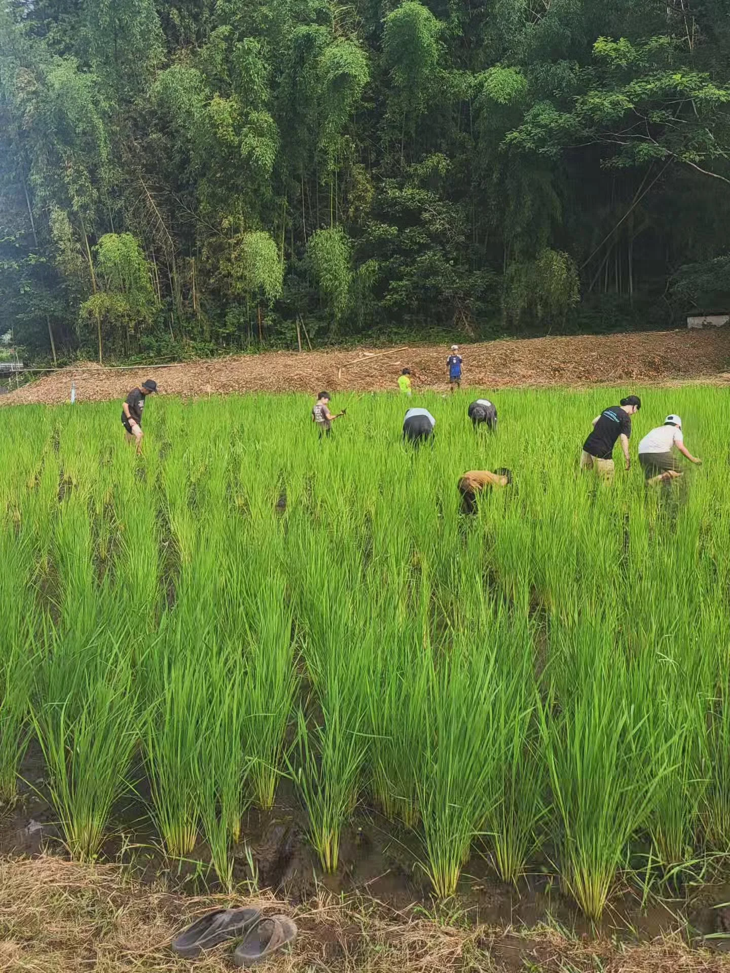 🌾 Hanamichi joined the annual Tsuchi no Gakkō (School of the Earth) Summer Festival in Chiba.

Participants gathered to weed the paddies, enjoyed catching the flowing somen noodles (nagashi sōmen), shared a barbecue together, watched fireflies, and 