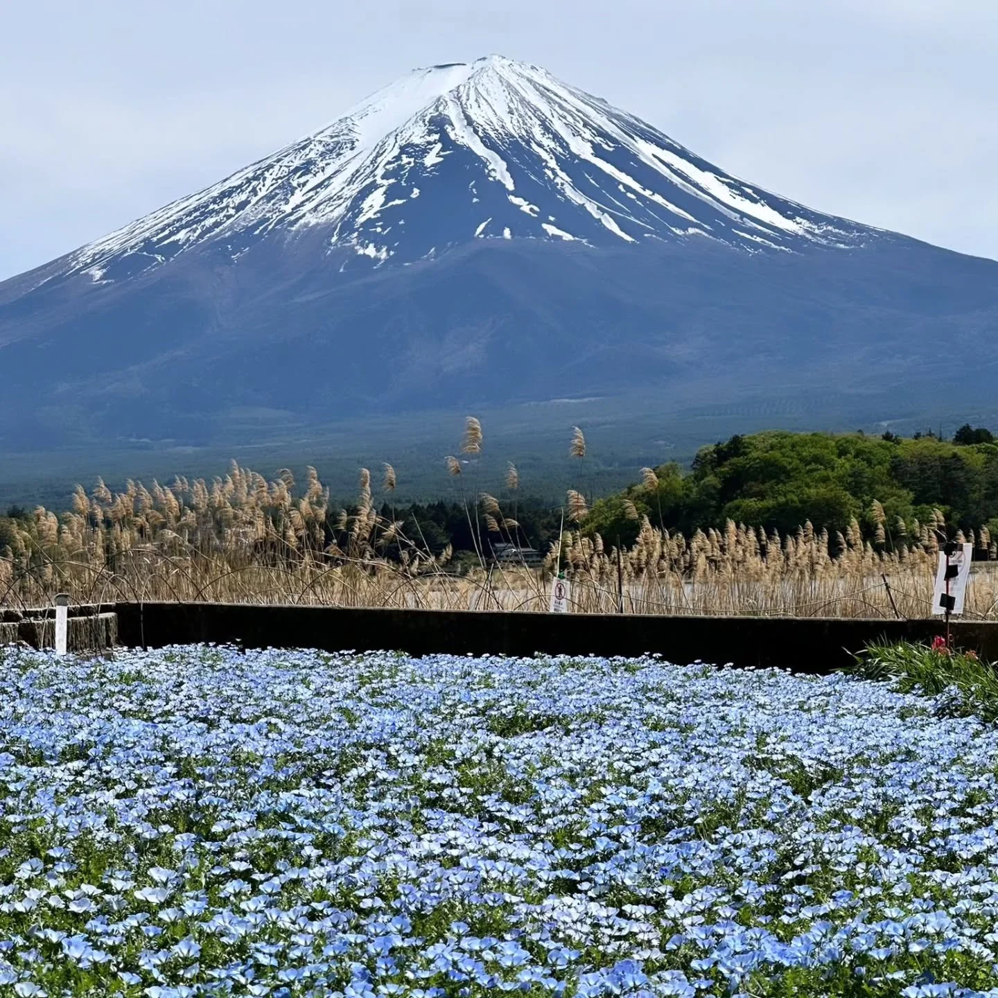 Mother &amp; son day trip to Mt. Fuji 🗻

Vegan-friendly 💚 tour 

From the volcanic views of Ōwakudani to the calm beauty of Lake Kawaguchi and Ōishi Park,  all tailored to their wishes.

Foot bath in Hakone instead of a full onsen, vegan-friendly s