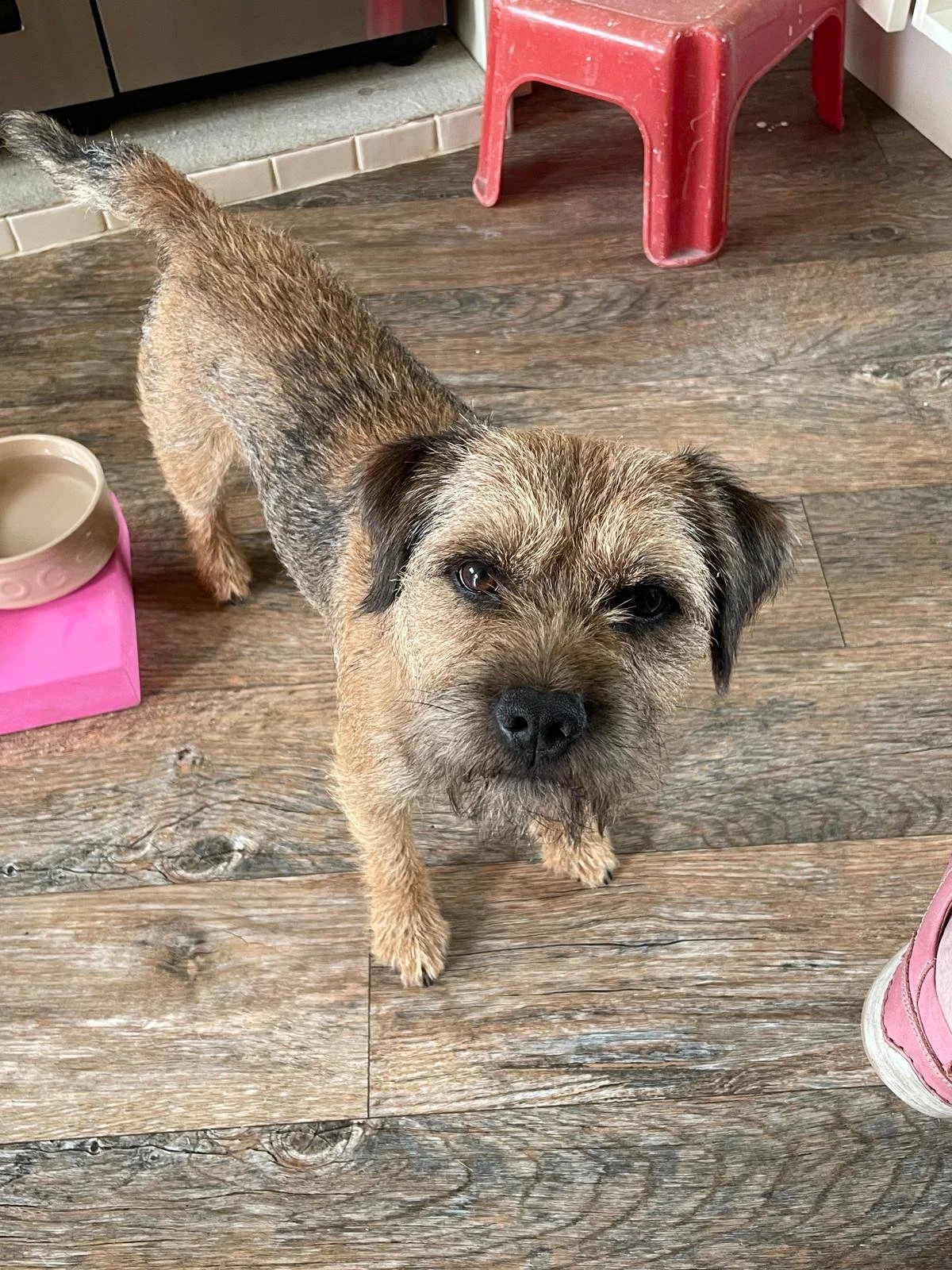 boarder terrier looking camera