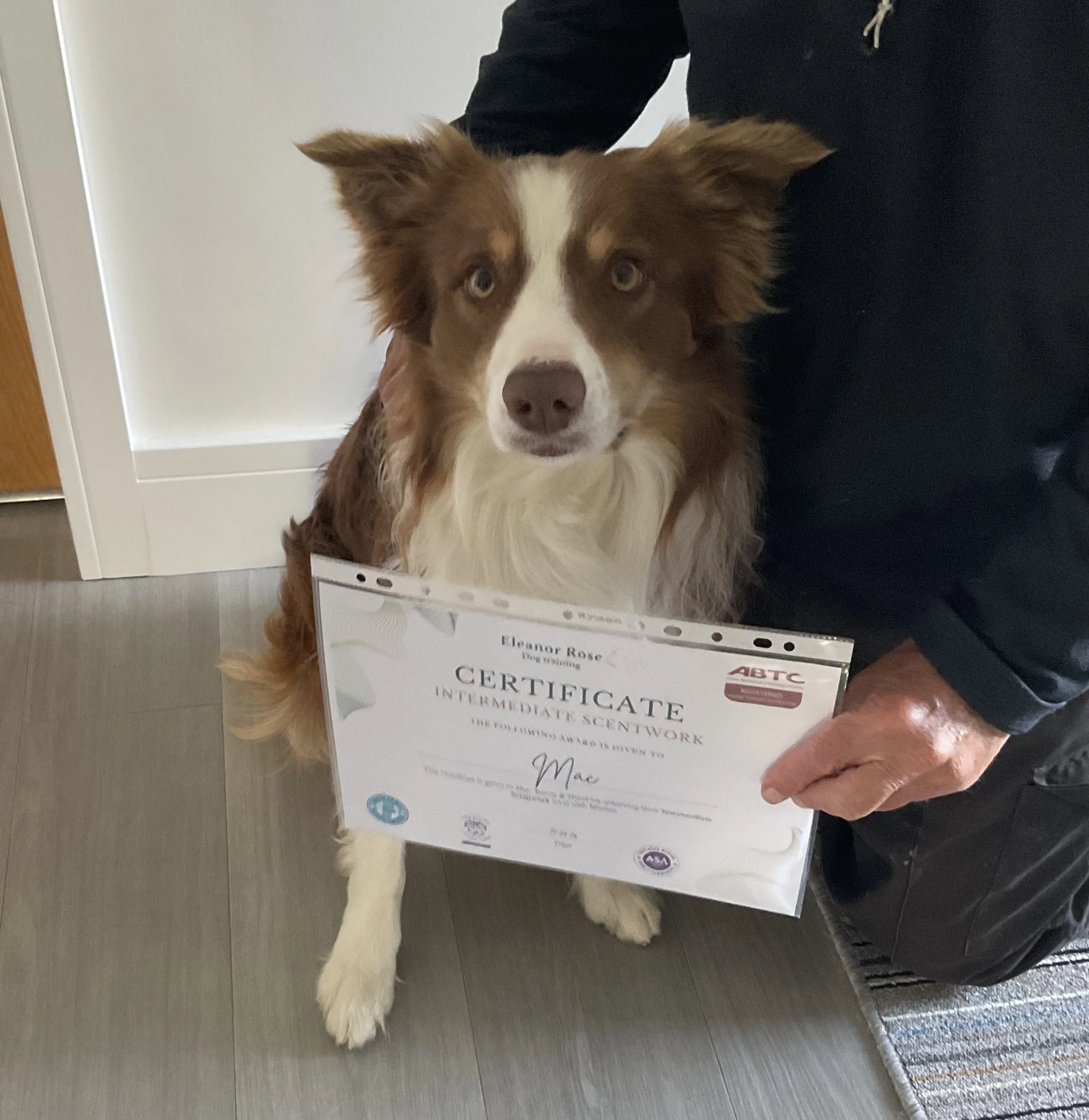 border collie with certificate
