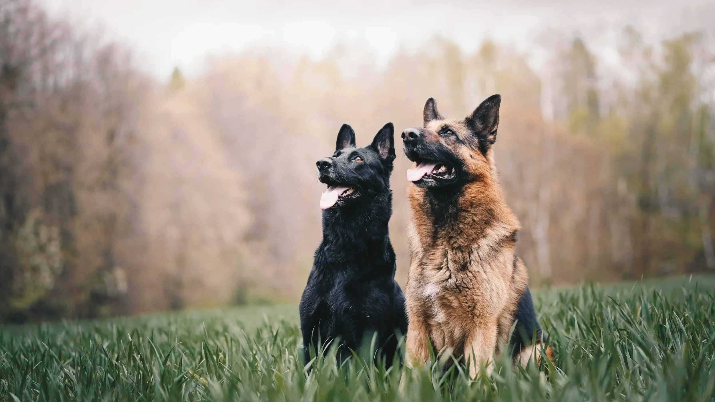 two german shepherds looking up and smiling