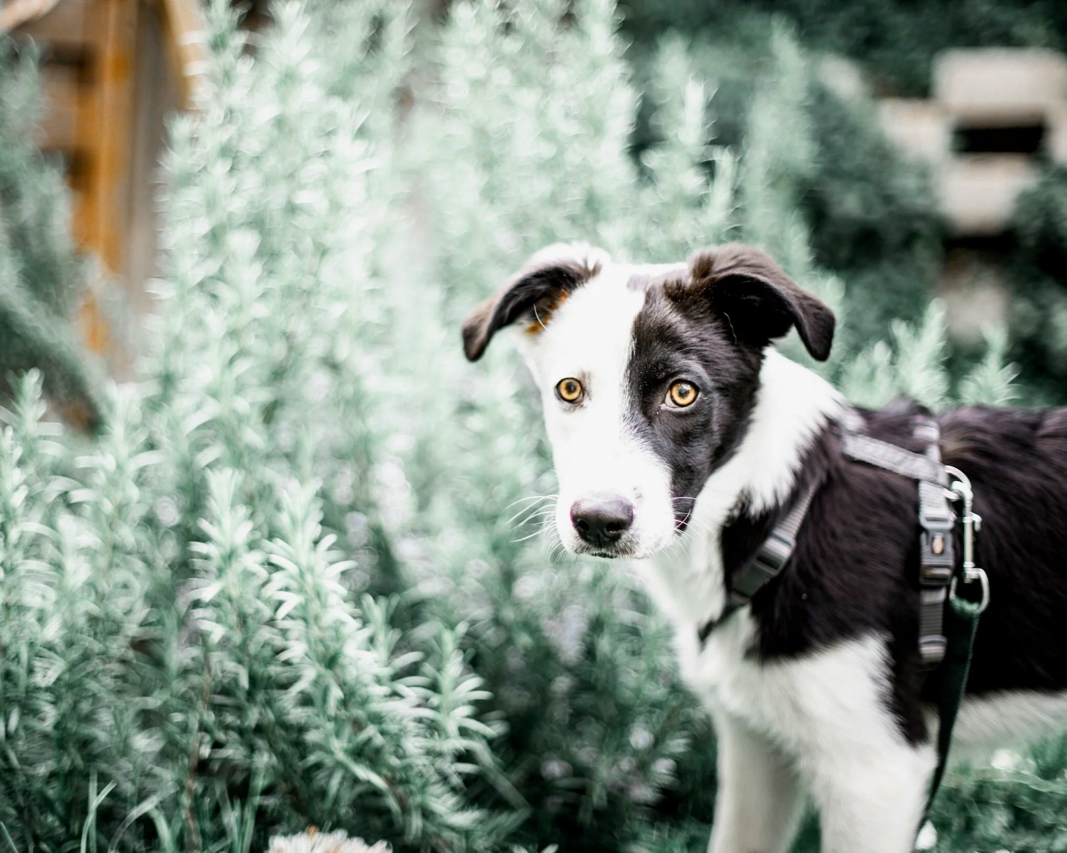 collie puppy looking at camera