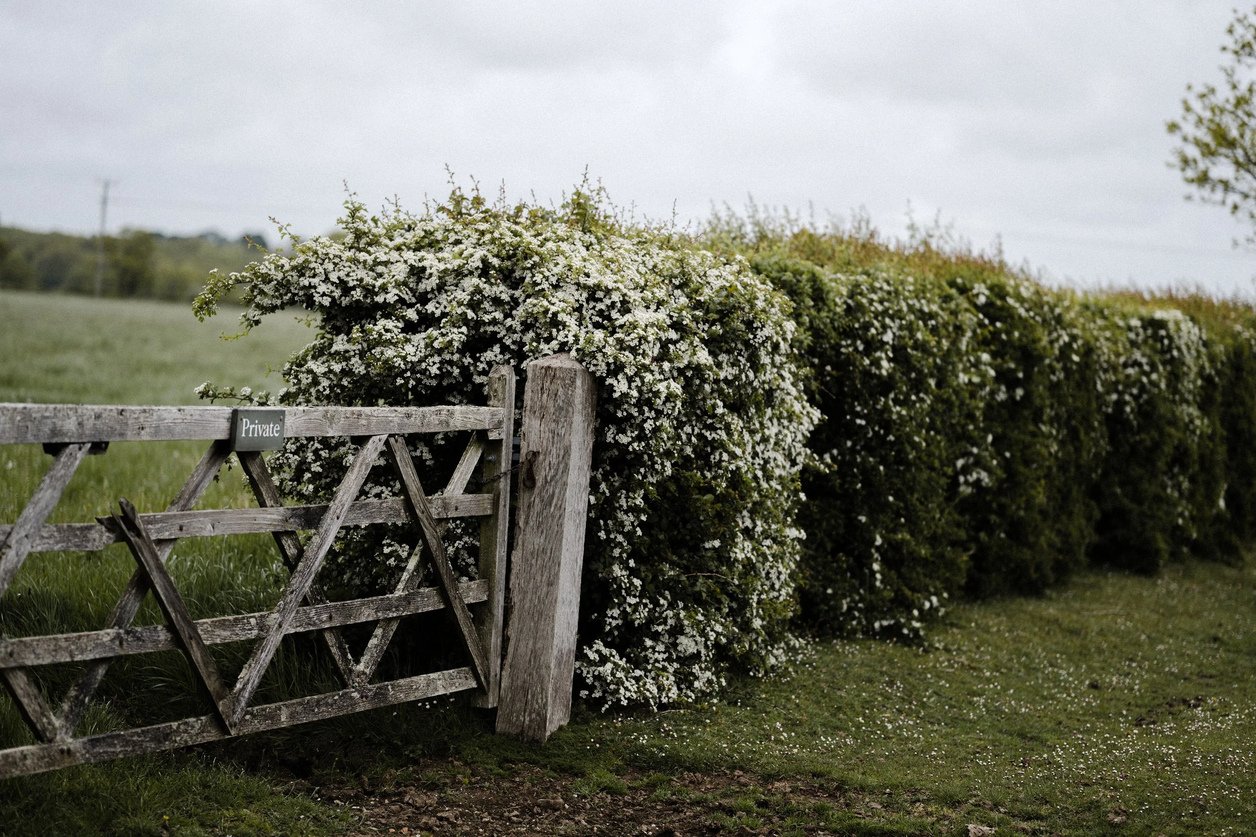 A wooden gate with a sign that says 'Private' in front of a lush, green hedge with white blossoms on a cloudy day.