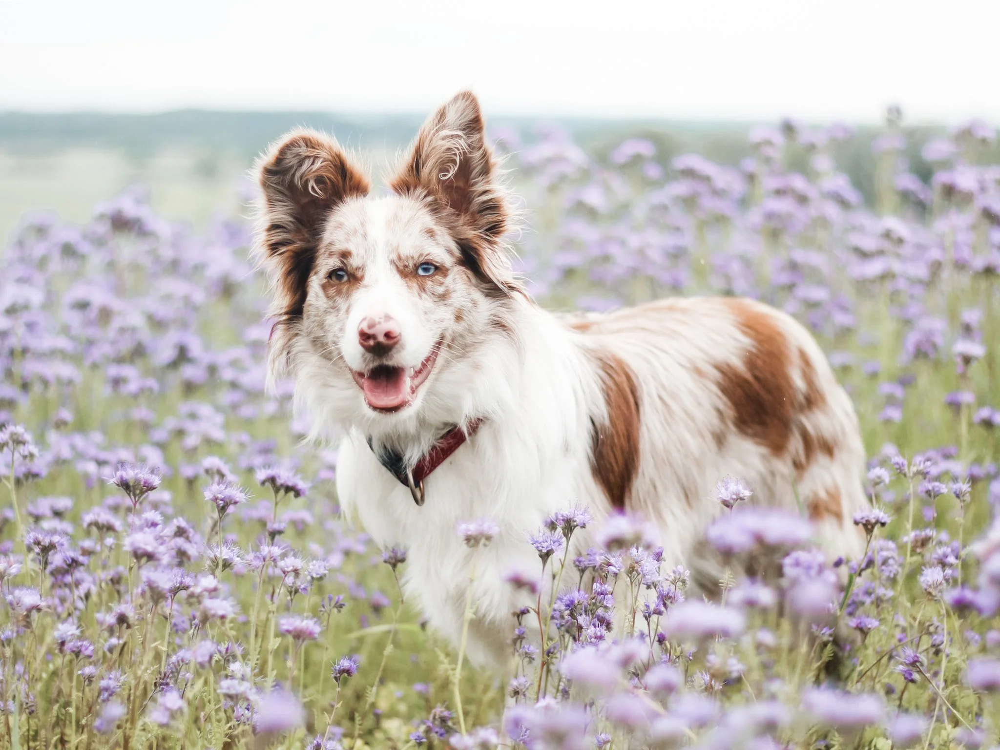 collie smiling in meadow at camera