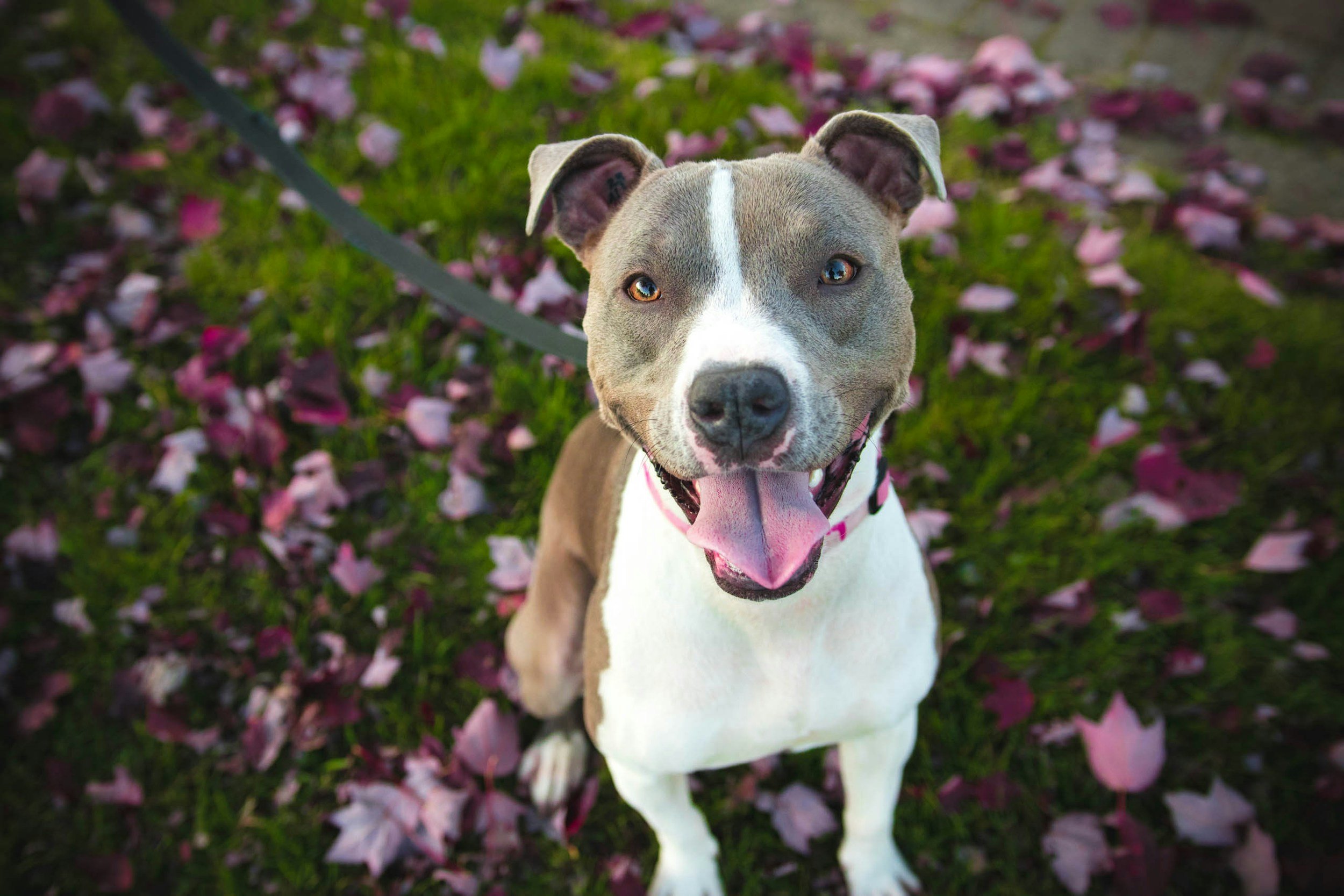 smiling bull breed