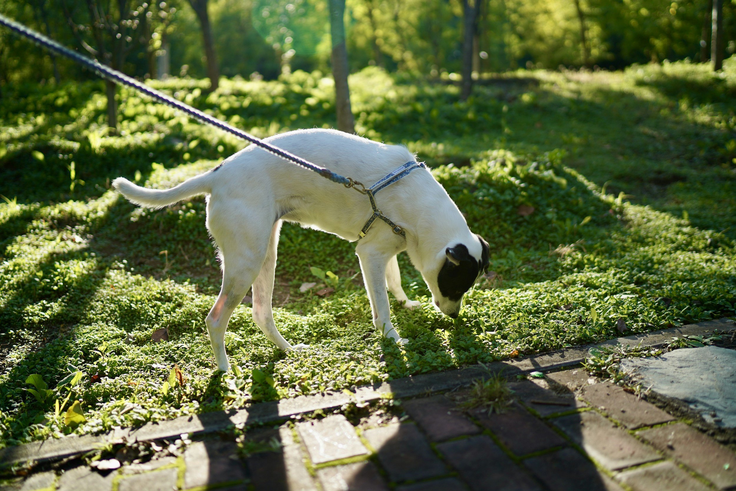 dog sniffing on the lead