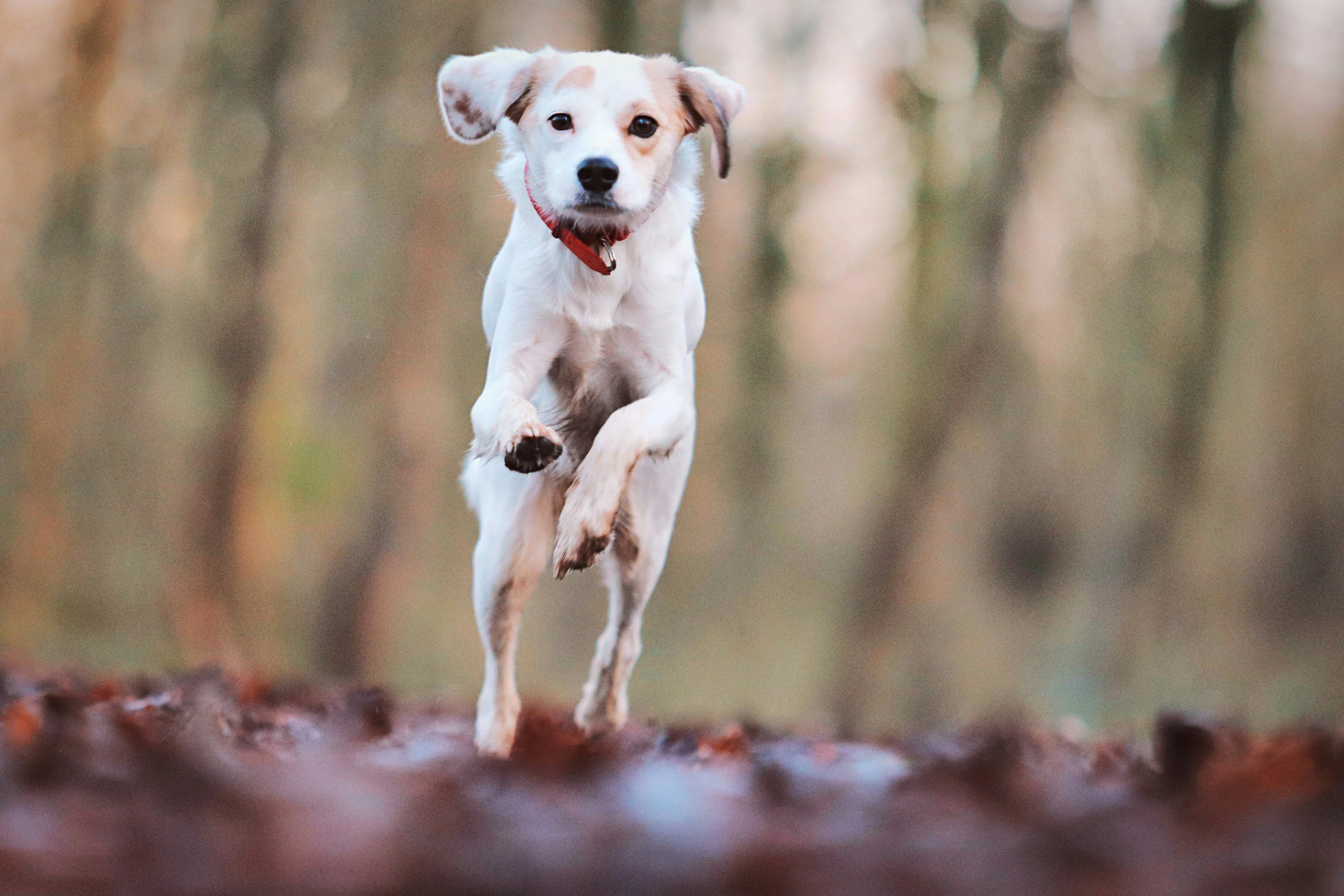 dog running towards owner recalling