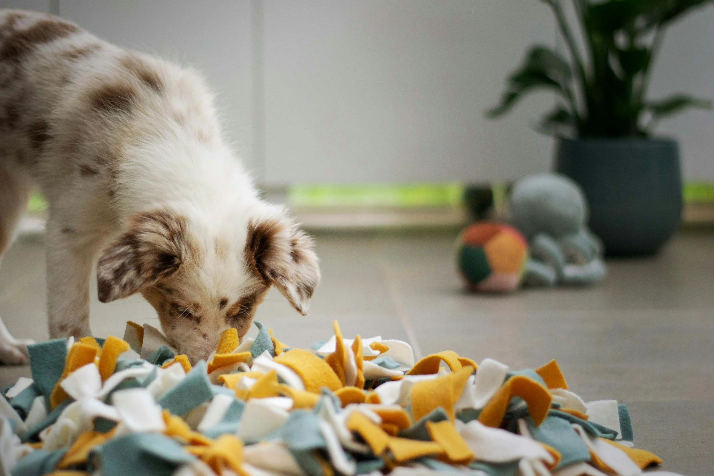 puppy using a snuffle mat