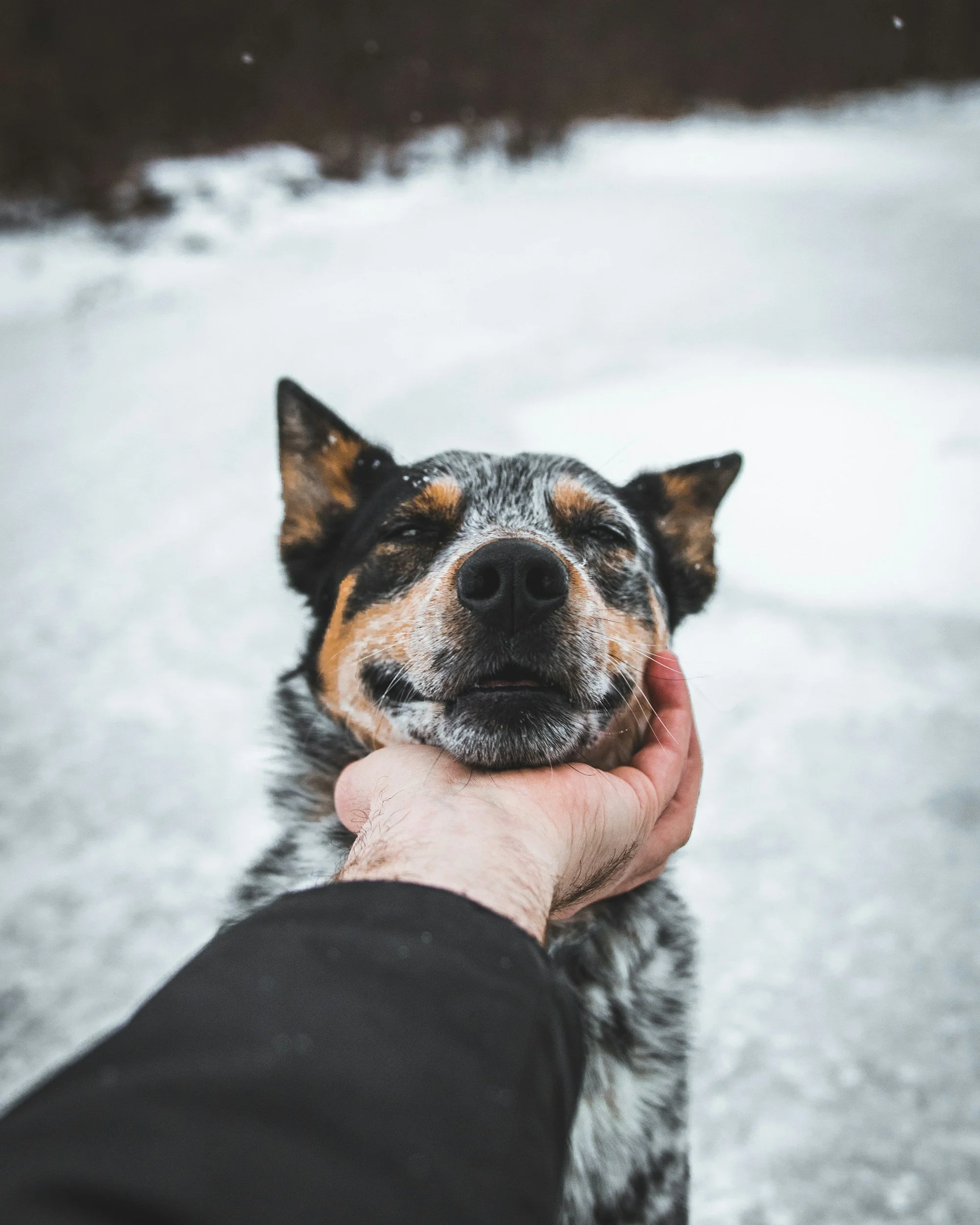 cattle dog smiling with head in human hand