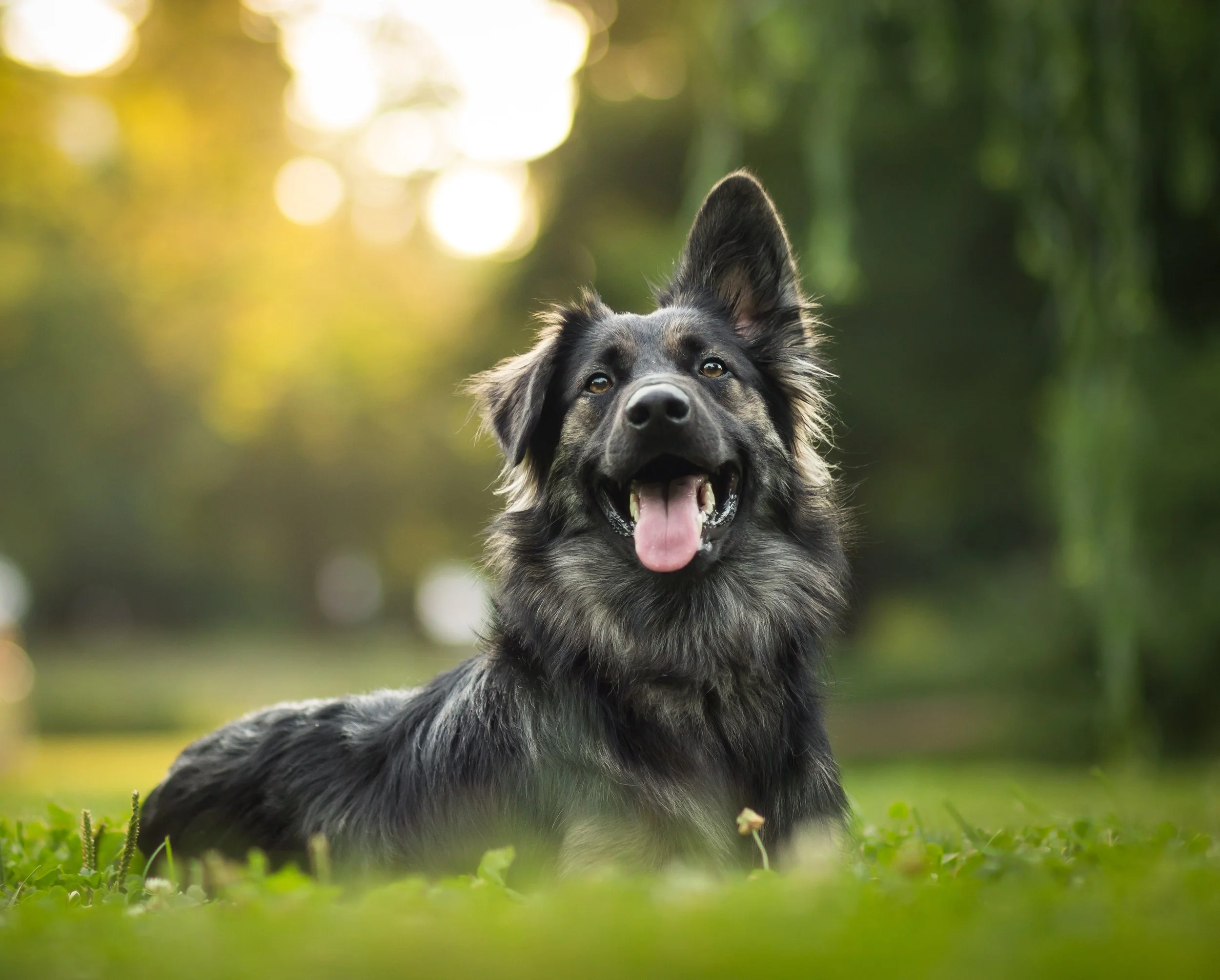 Help! My Dog Isn’t Food Motivated