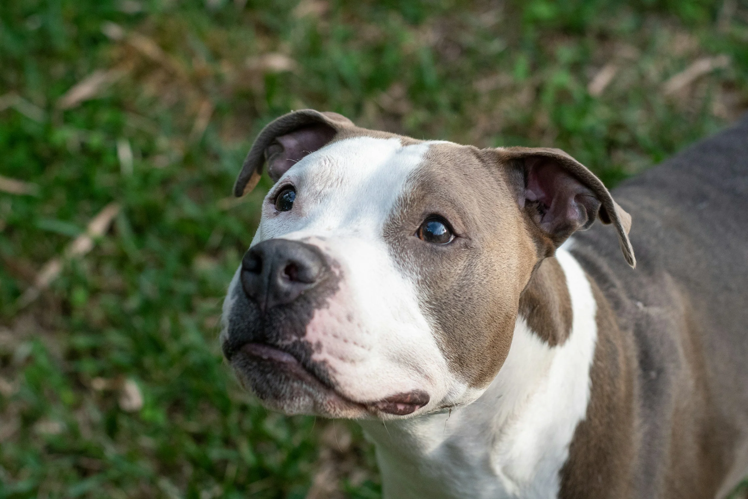 Bull Breed looking genty up at the camera
