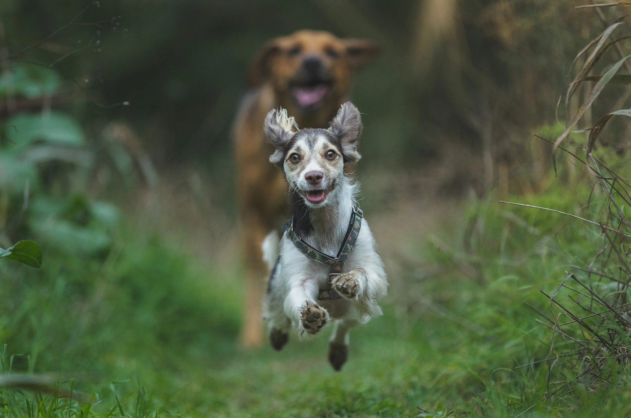 two dogs running happily at the camera