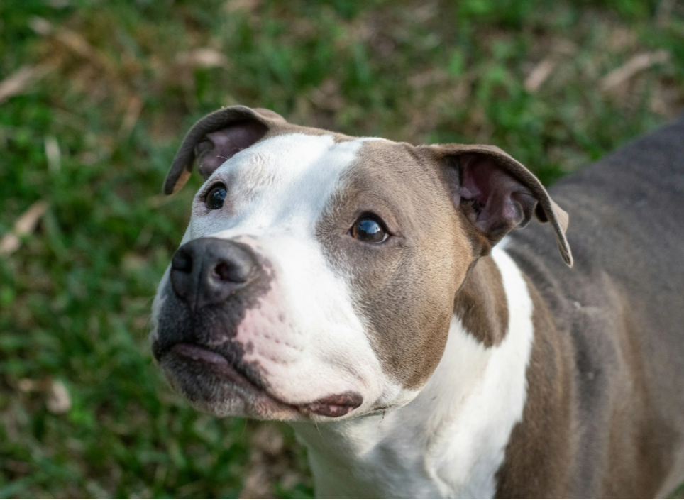 Help! My Dog Is Stubborn…