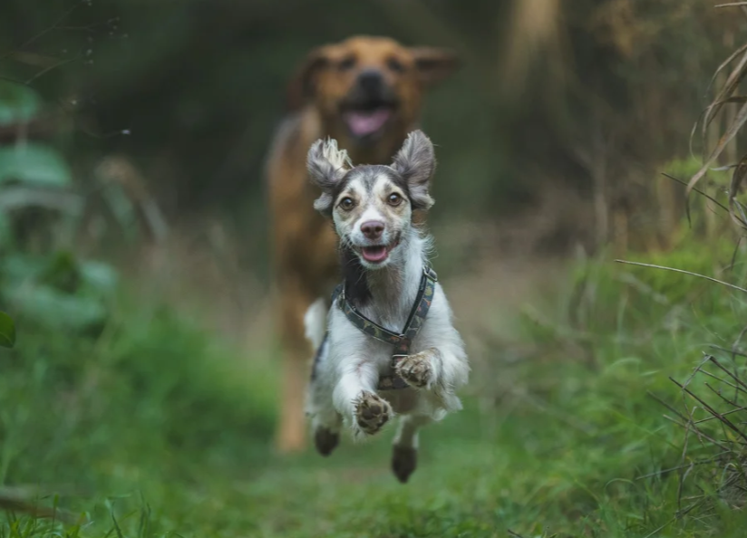 Dog Training Hack: Recall Booster