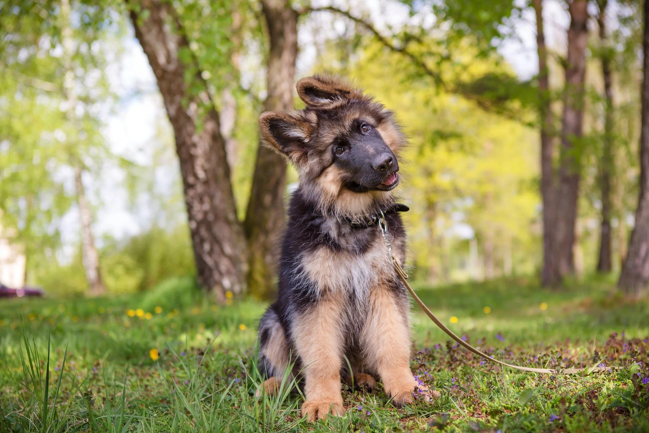 german shepherd puppy sitting with head tilted