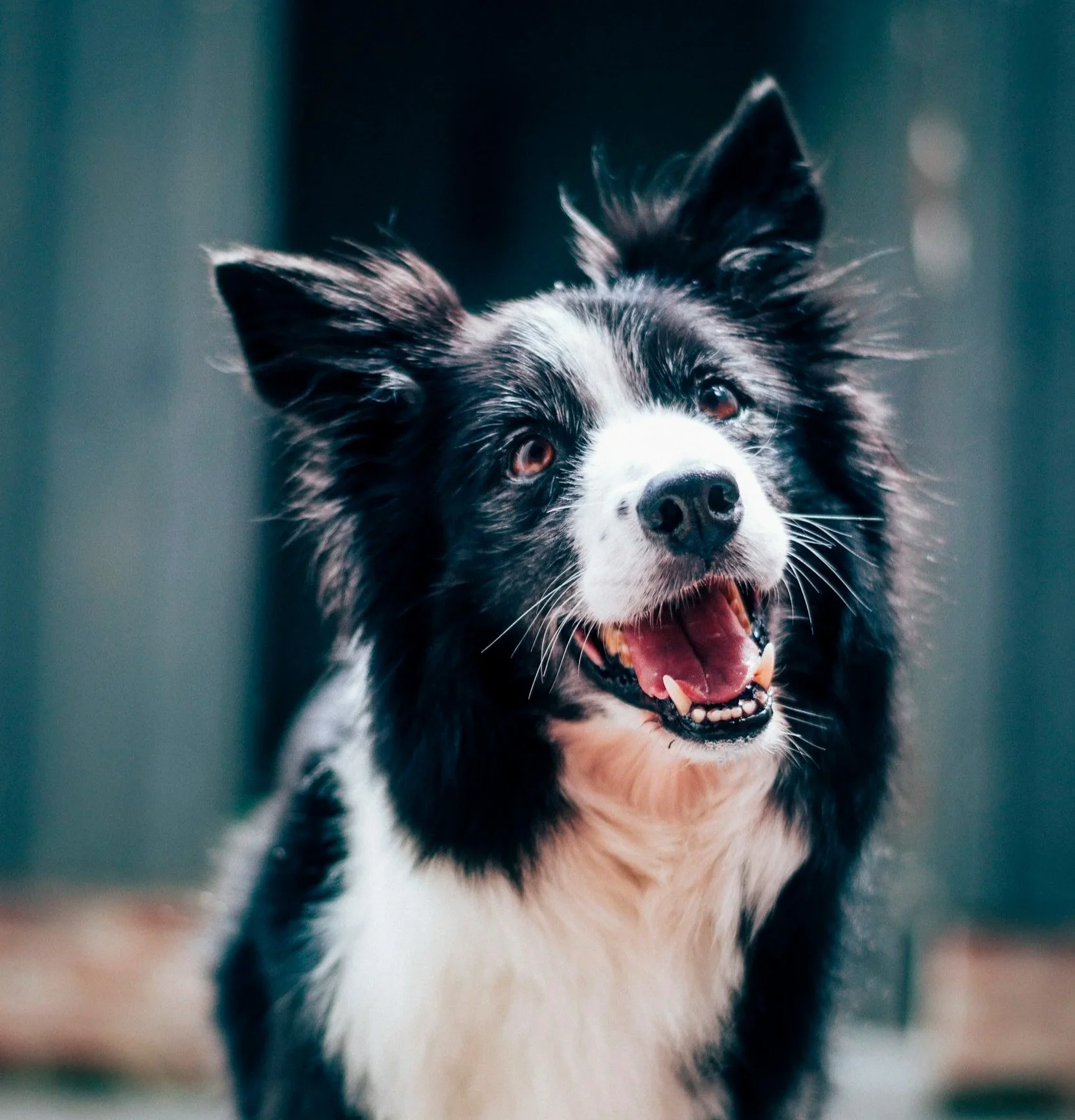 Collie smiling at the camera