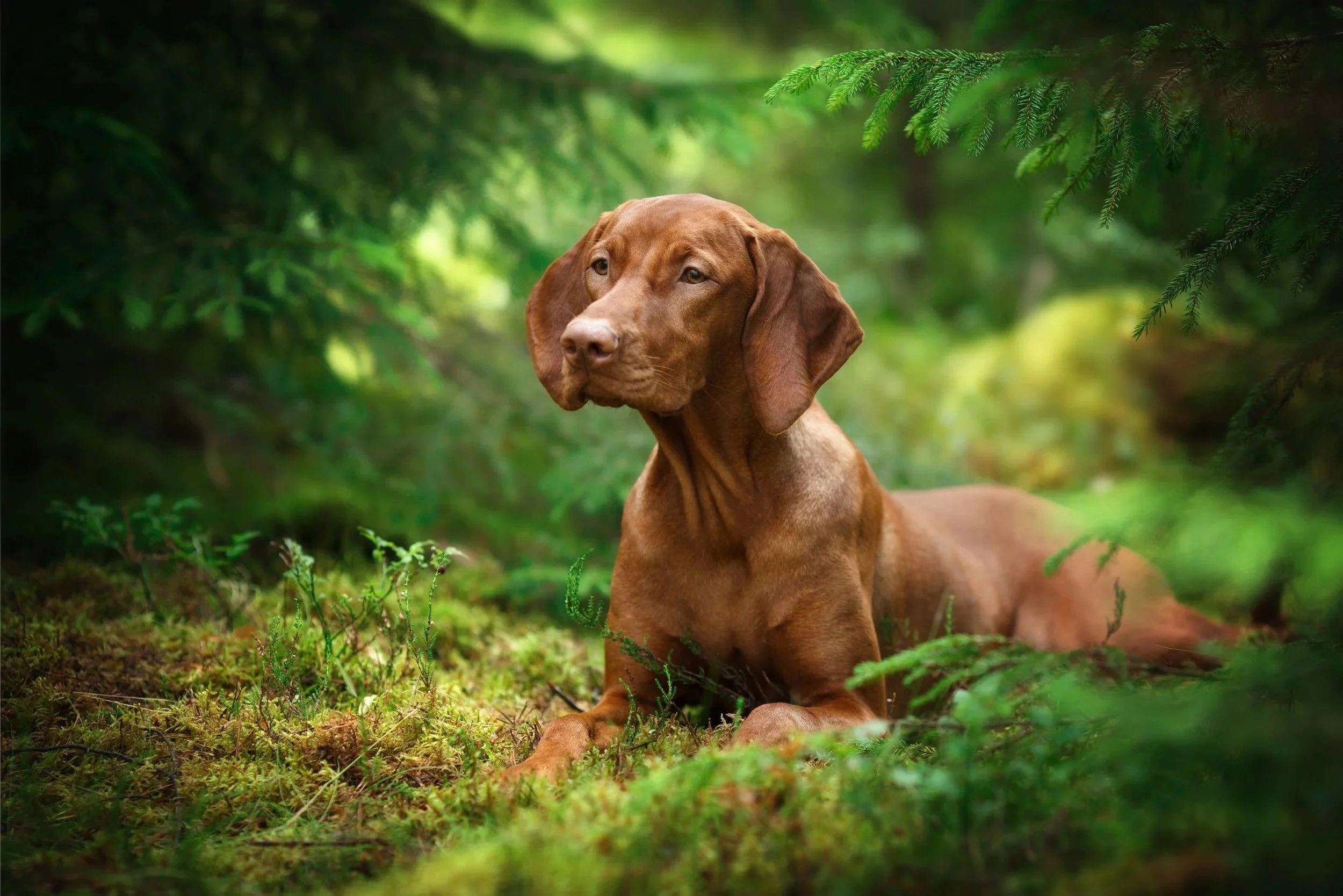 vizler lying down facing the camera in woodland
