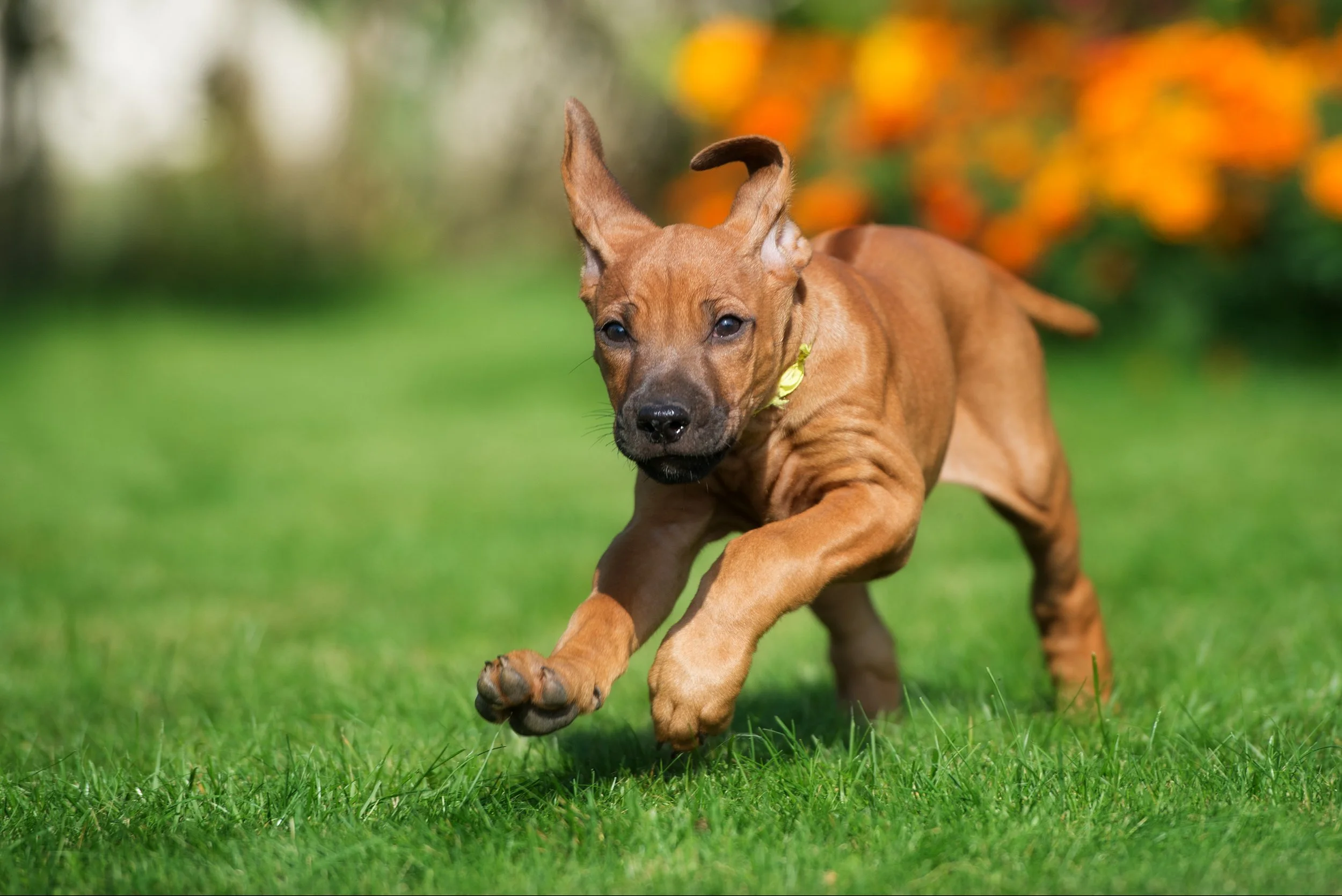 ridgeback puppy running