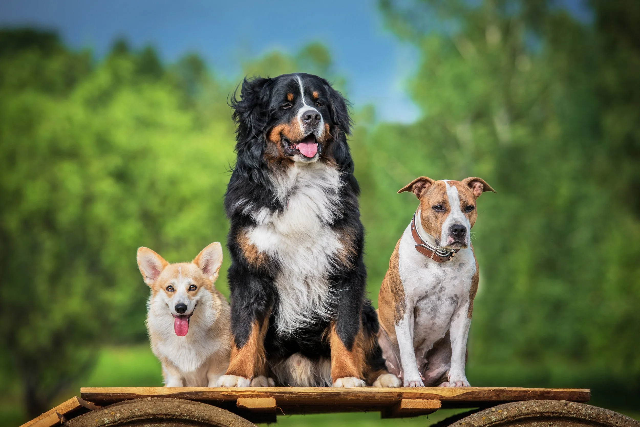 3 dogs sat toegther smiling