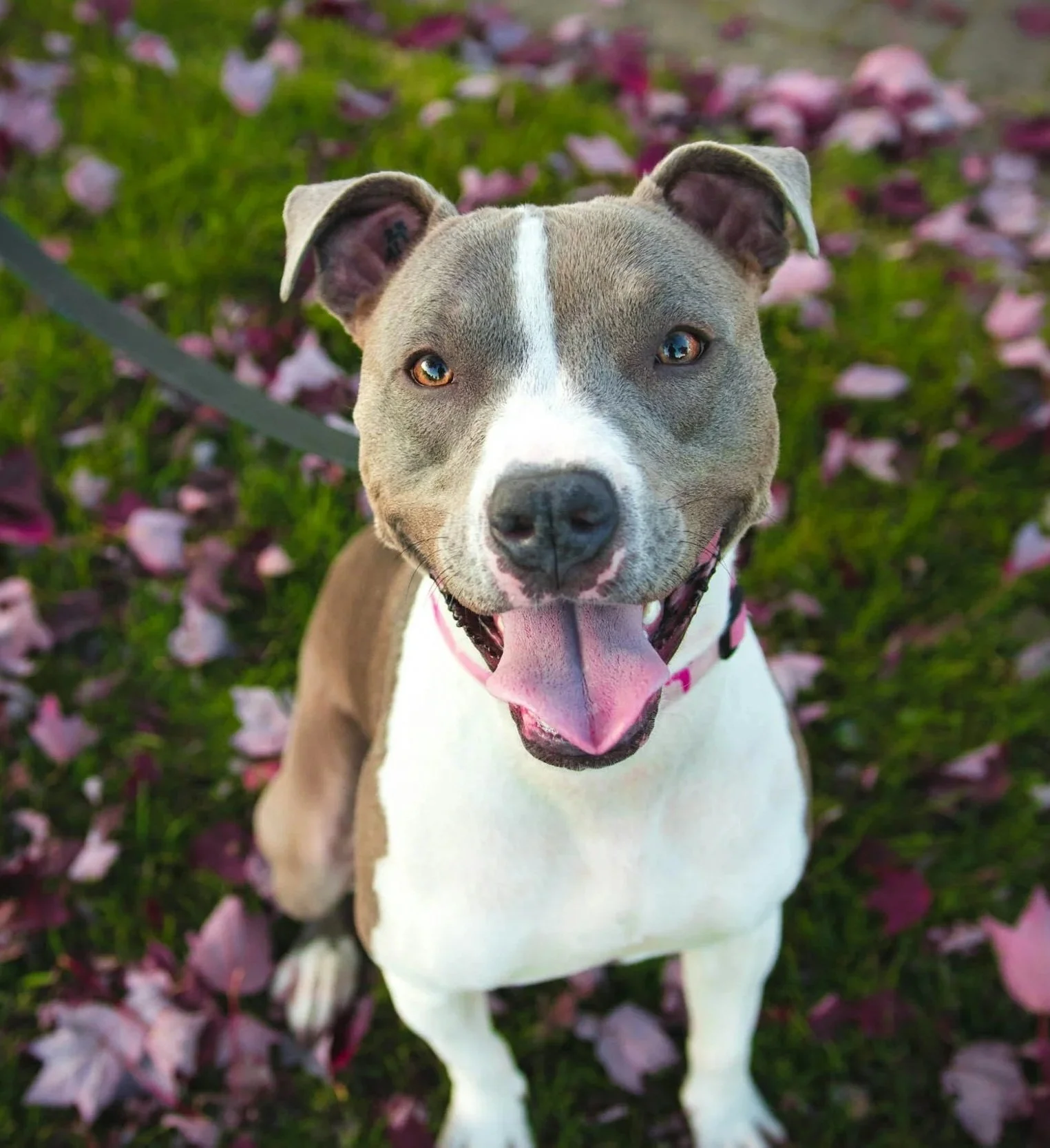 smiling bull breed at camera