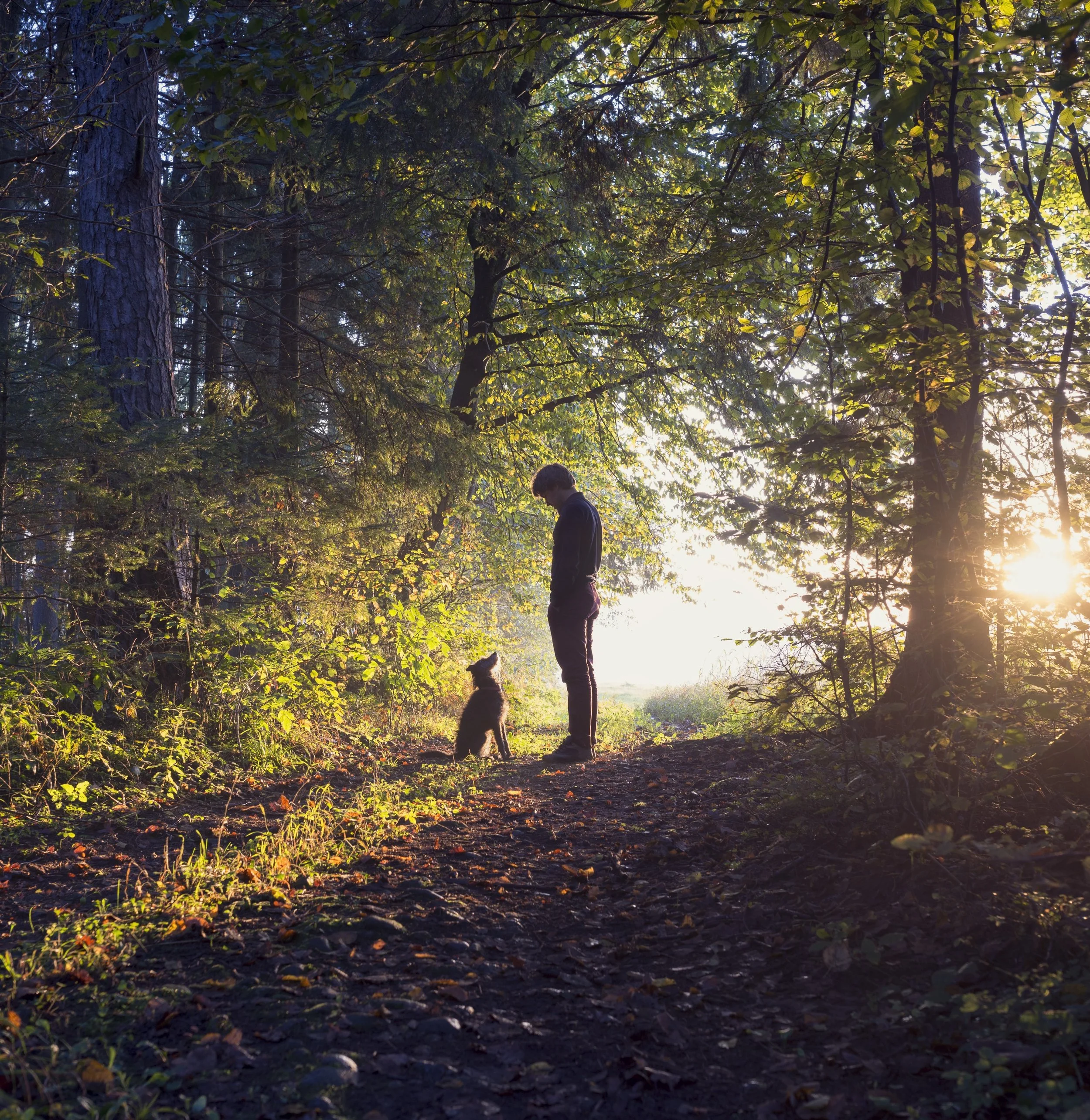 man dog looking at each other in woodland