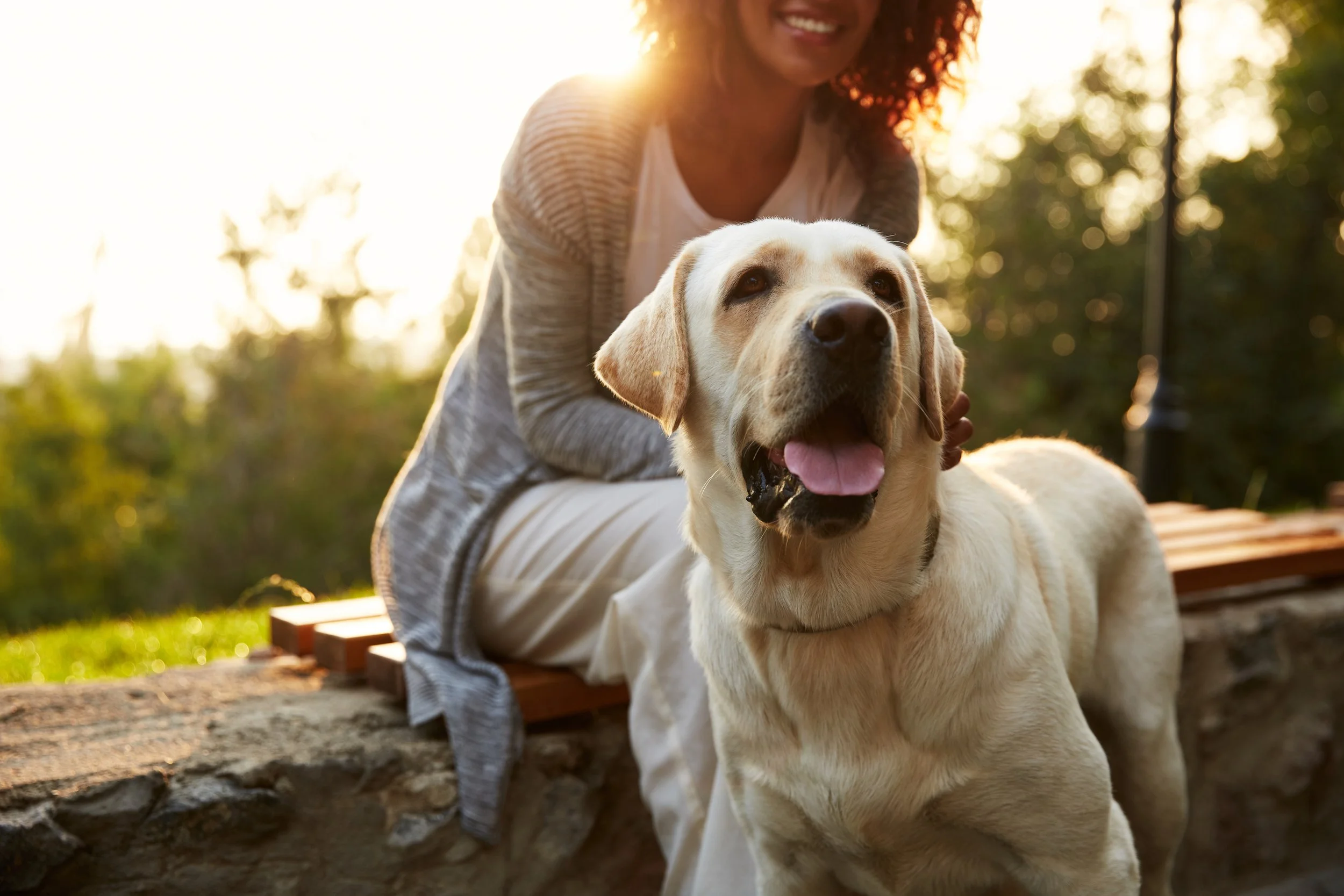 happy labrador with owner
