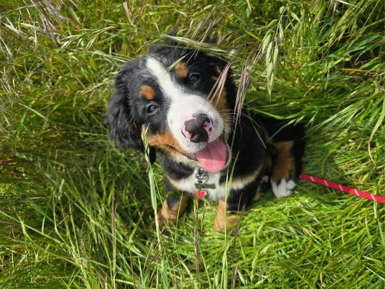 smiling puppy