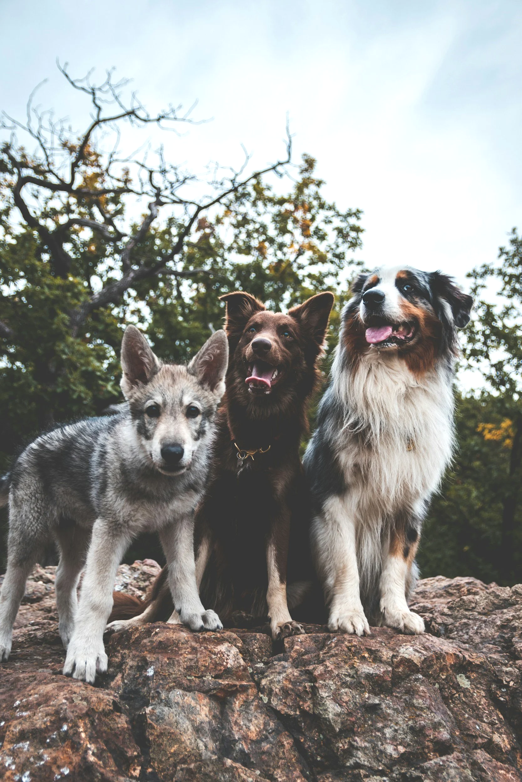 three dogs looking at camera smiling