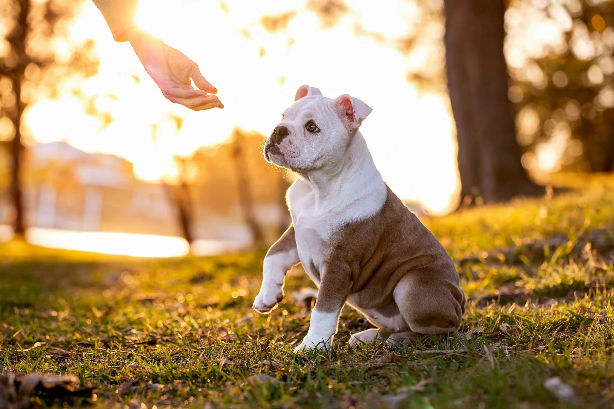 bull dog puppy looking at hand in sunset