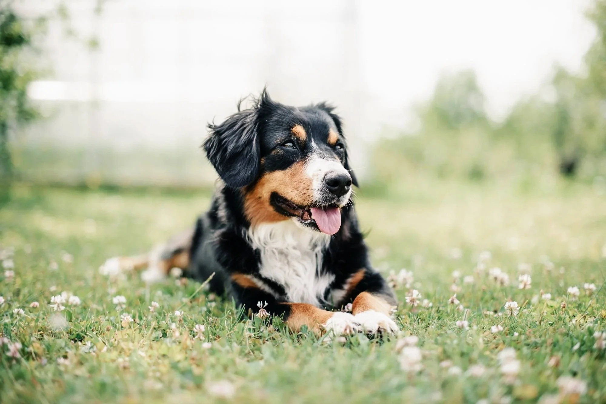 bernese mountain dog lying in field