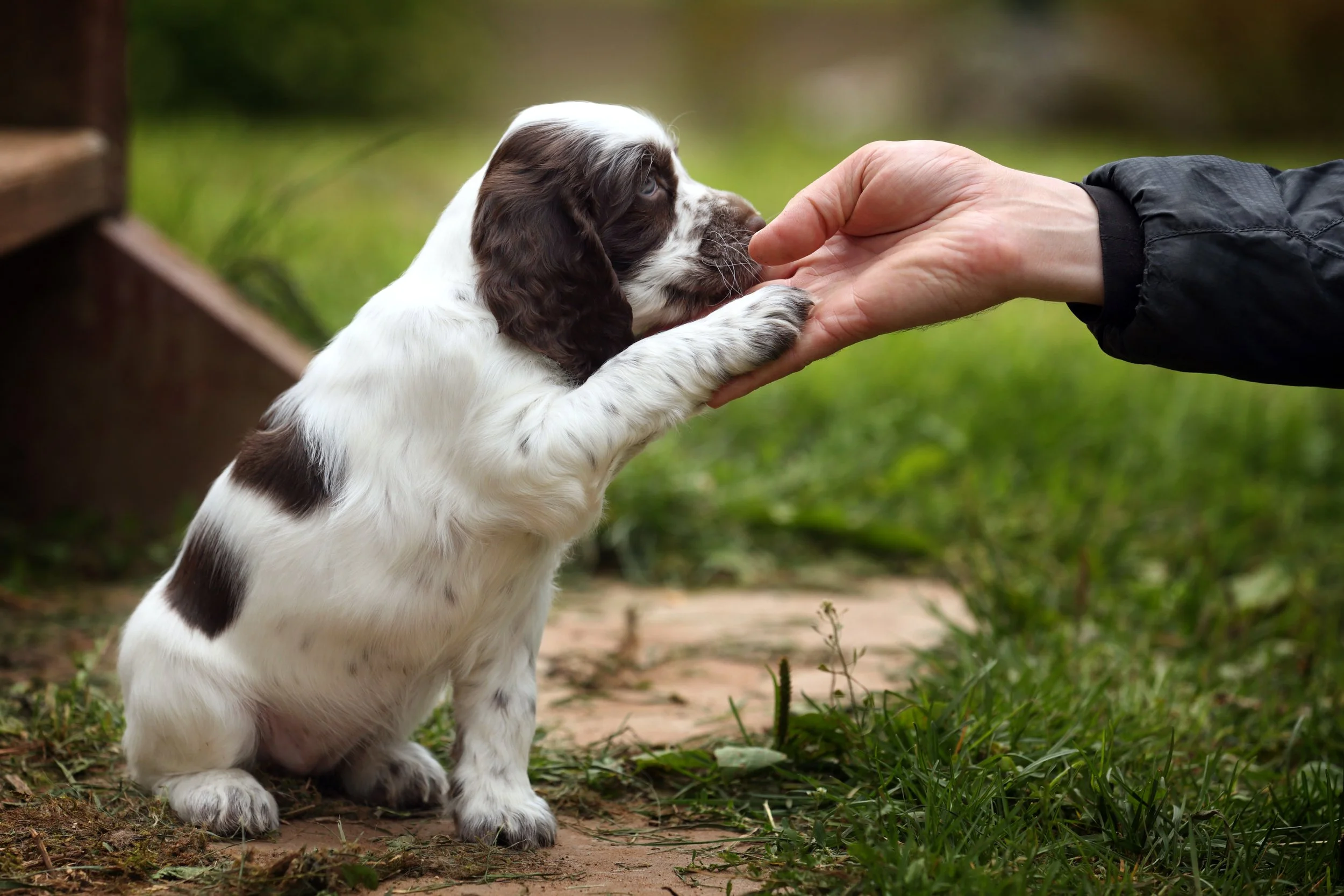 spaniel puppy hoding out paw for human hand