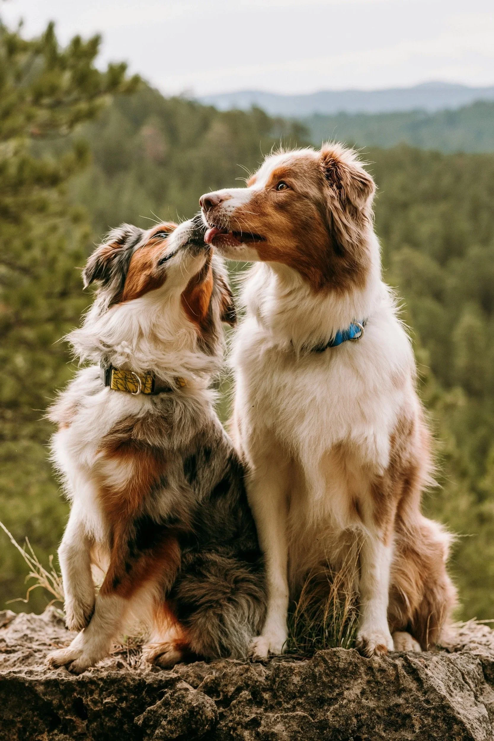 two collies sitting licking faces