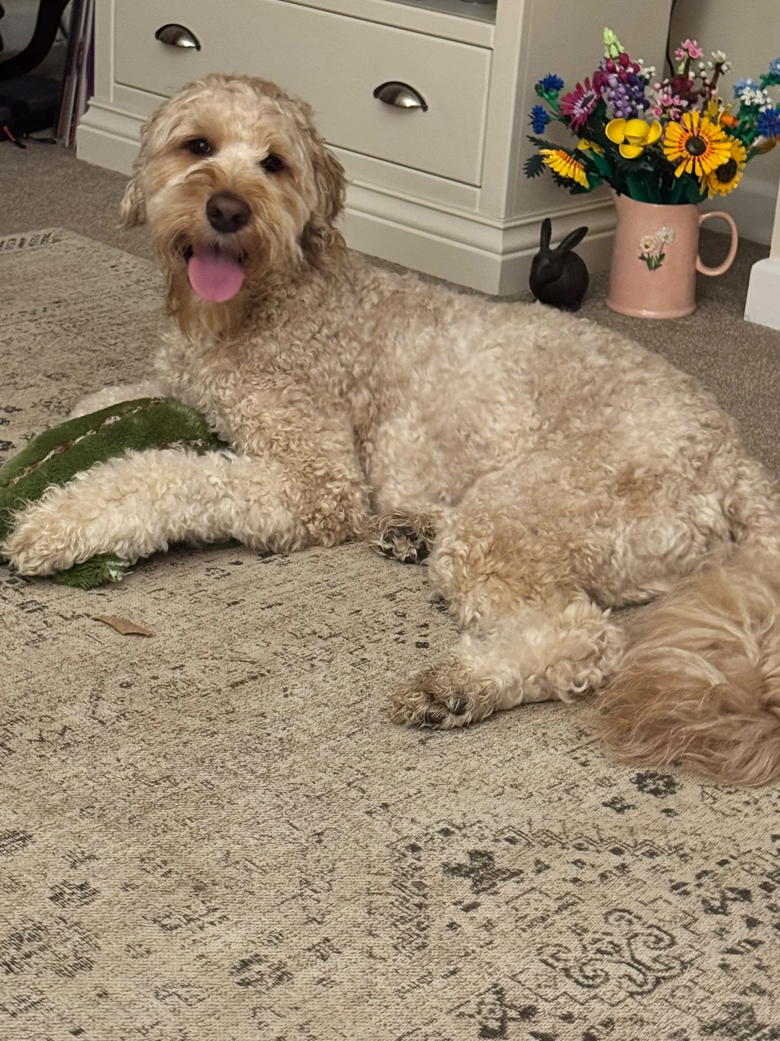 labradoodle lying happily on carpet