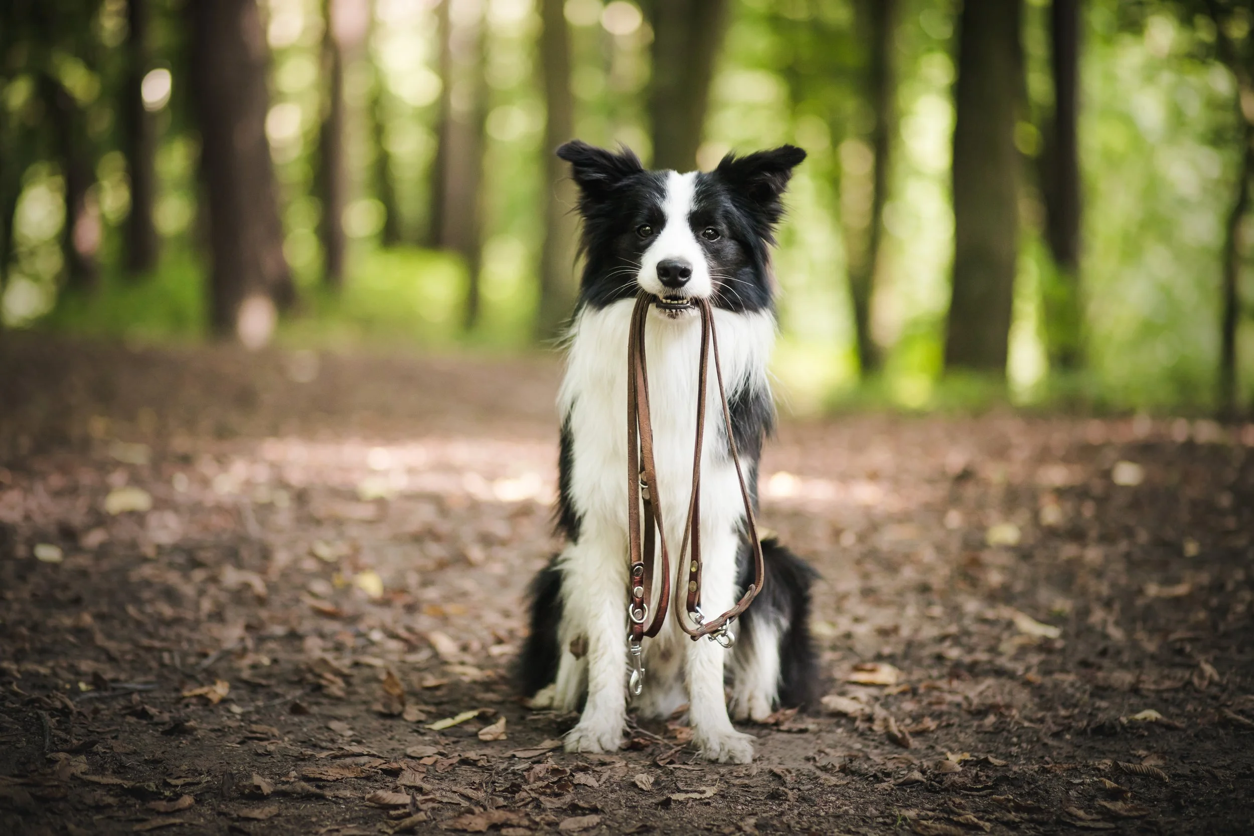 collie holding it's lead in it's mouth in the woods