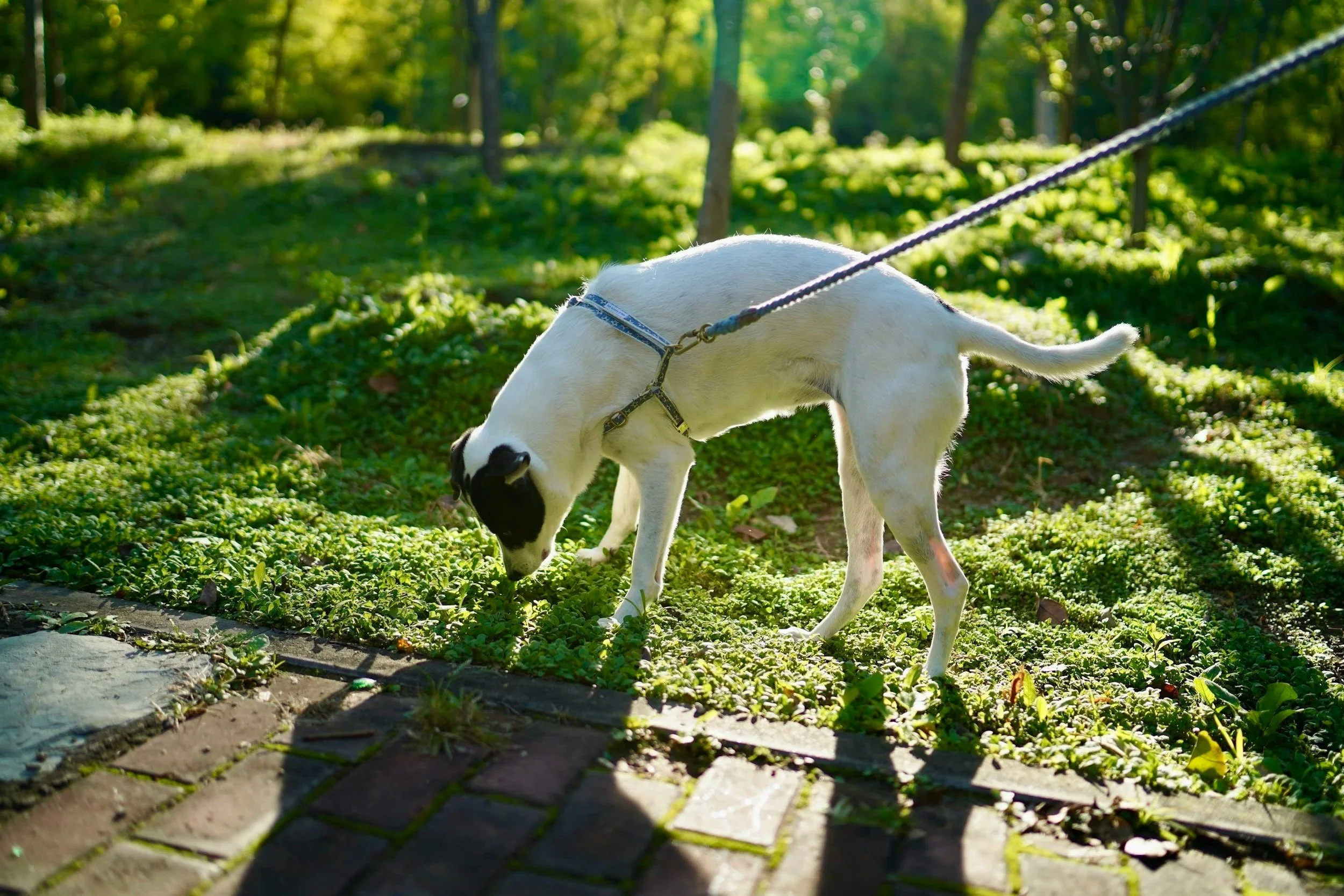 dog sniffing