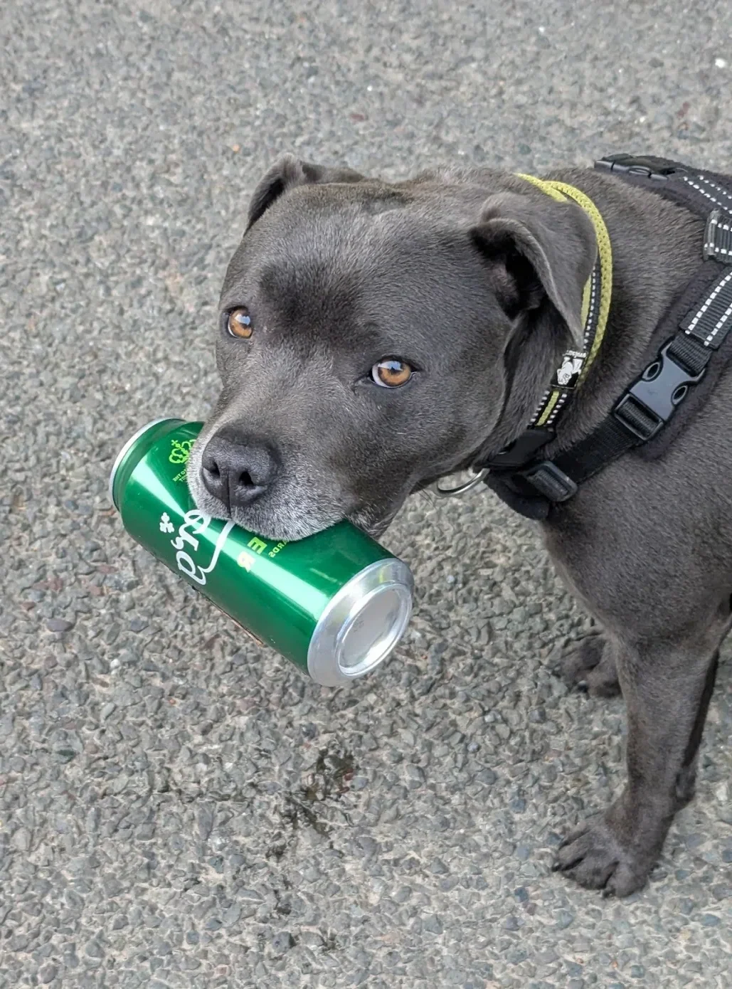 staffy carrying beer can