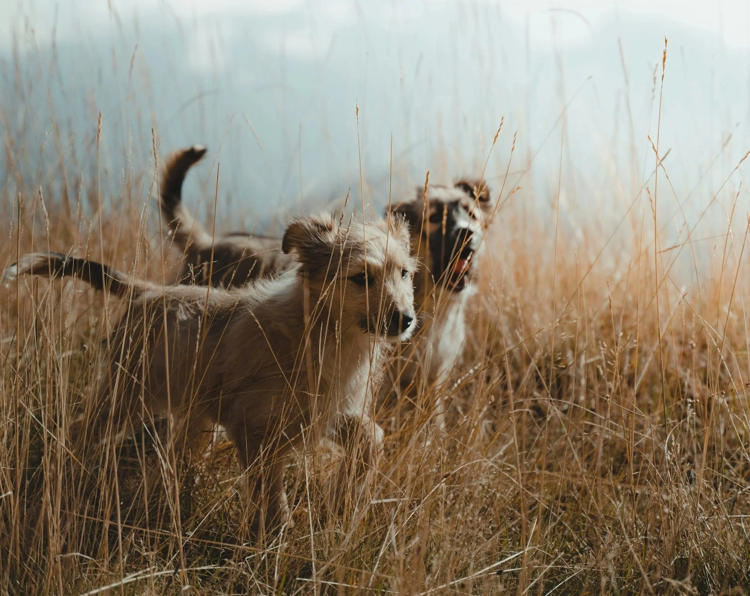 puppies running in grass