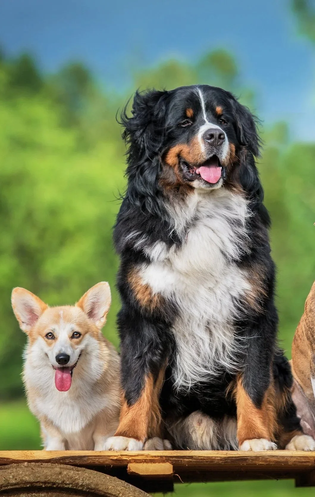 corgie and large dog sat smiling together