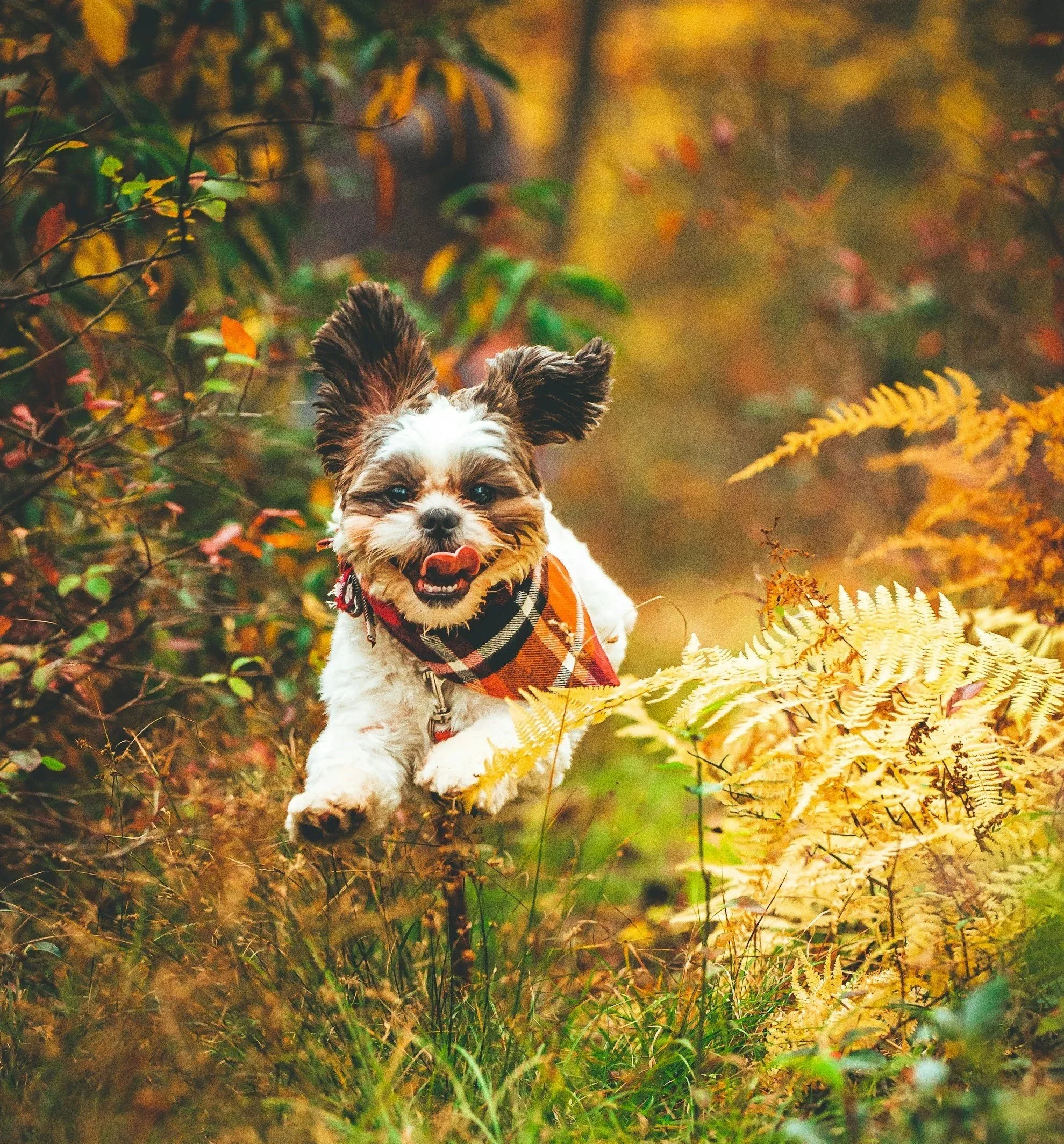 dog running happily towards owner through woodland