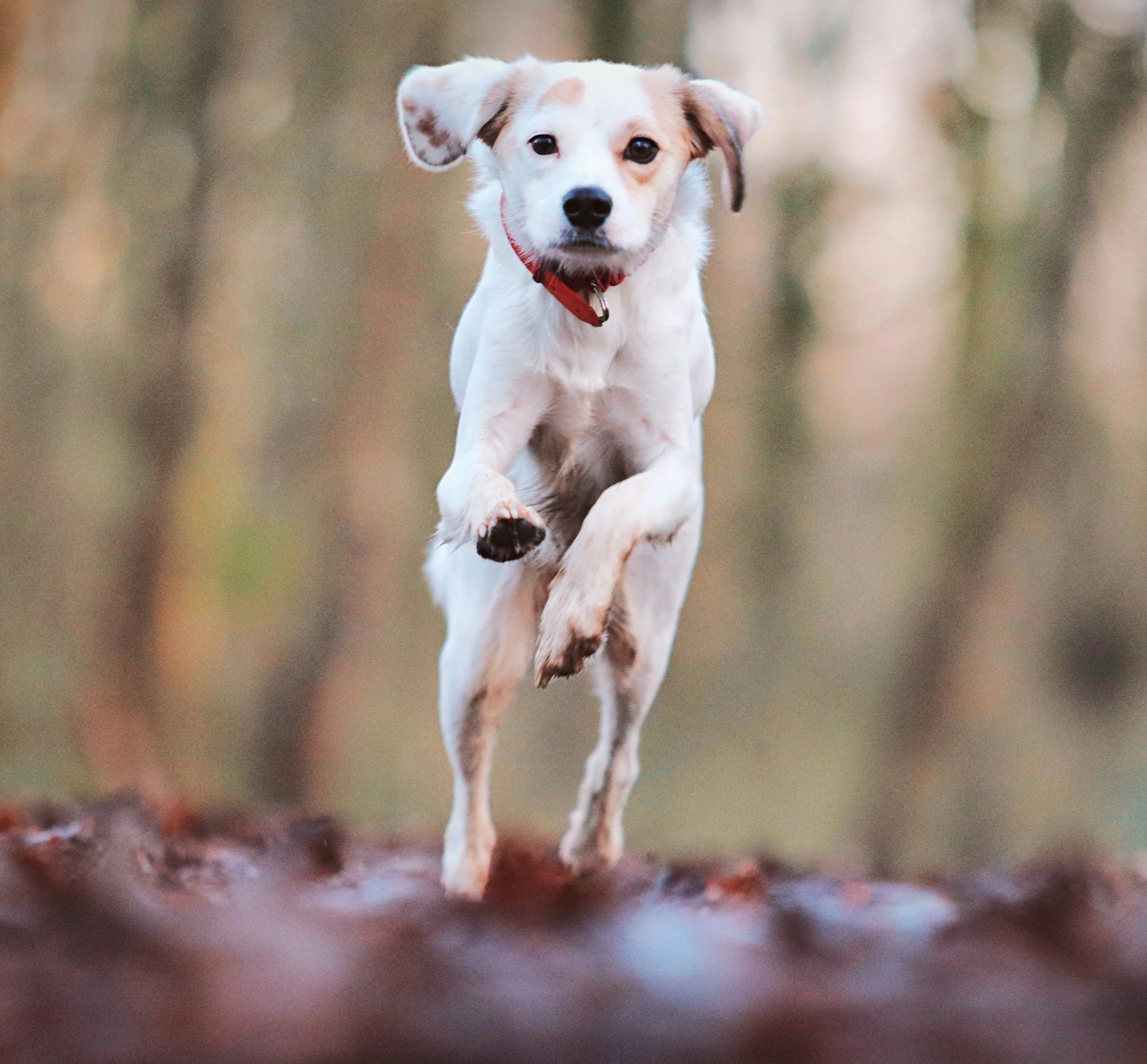 dog running to owner