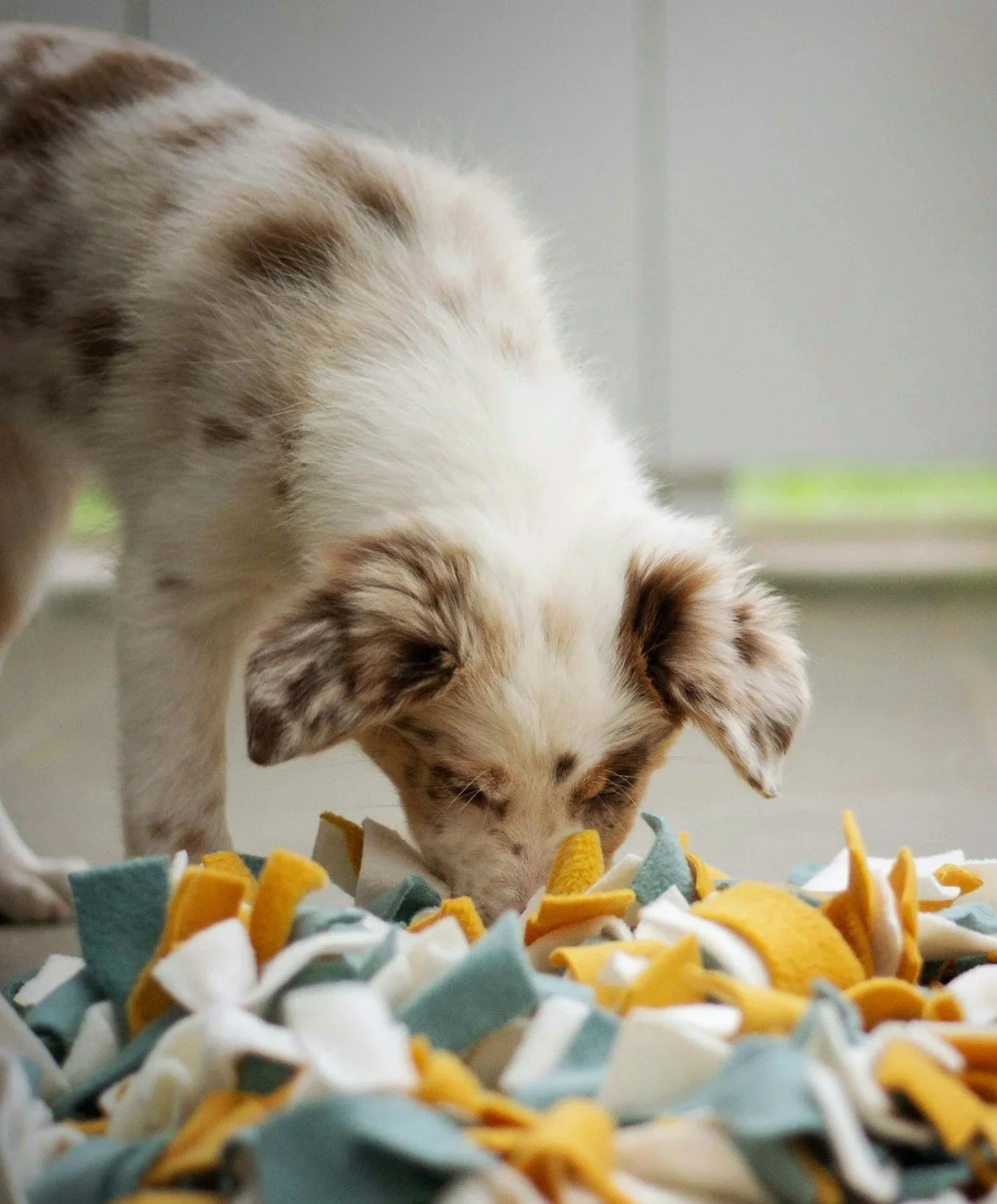 puppy using snuffle mat
