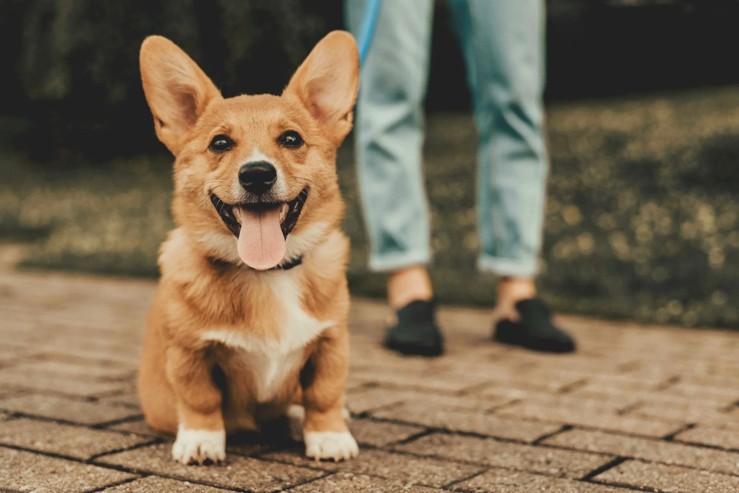 smiling corgie puppy