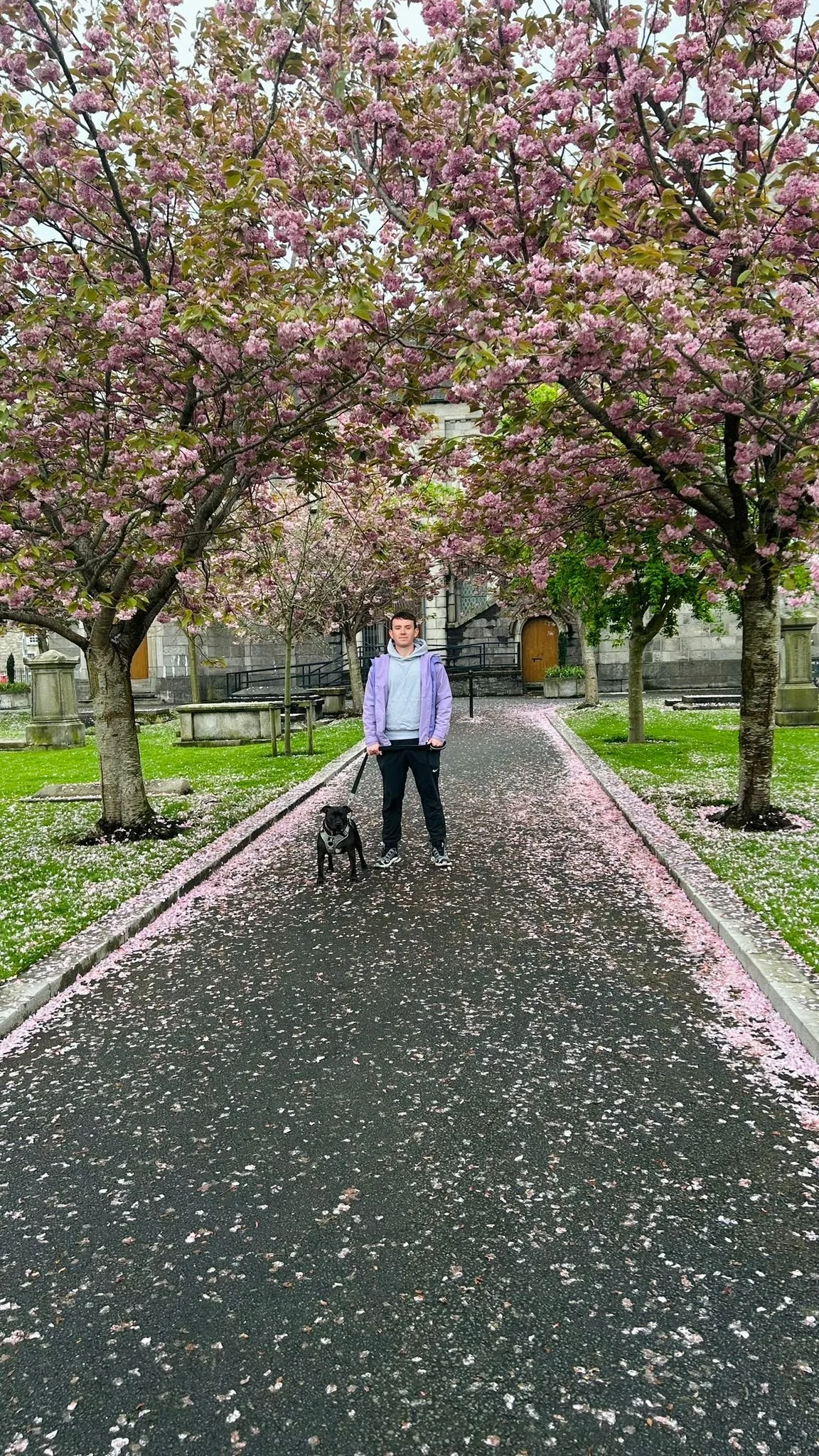 A person standing on a path with a dog, surrounded by blooming pink cherry blossom trees, with fallen petals on the ground and pathway.