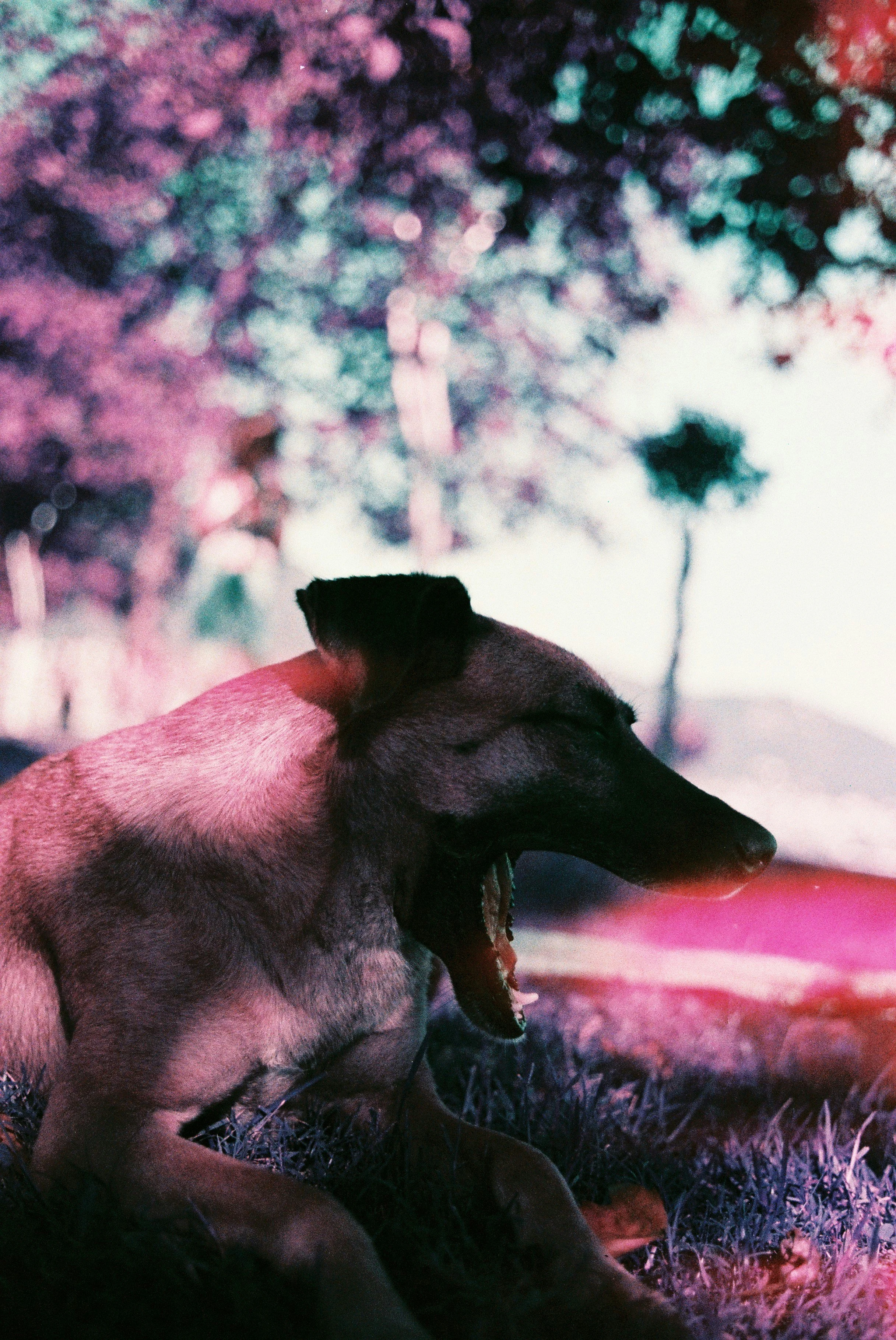 A dog with tan and black fur laying on the grass during sunset, with trees and blurred pink blossoms in the background.